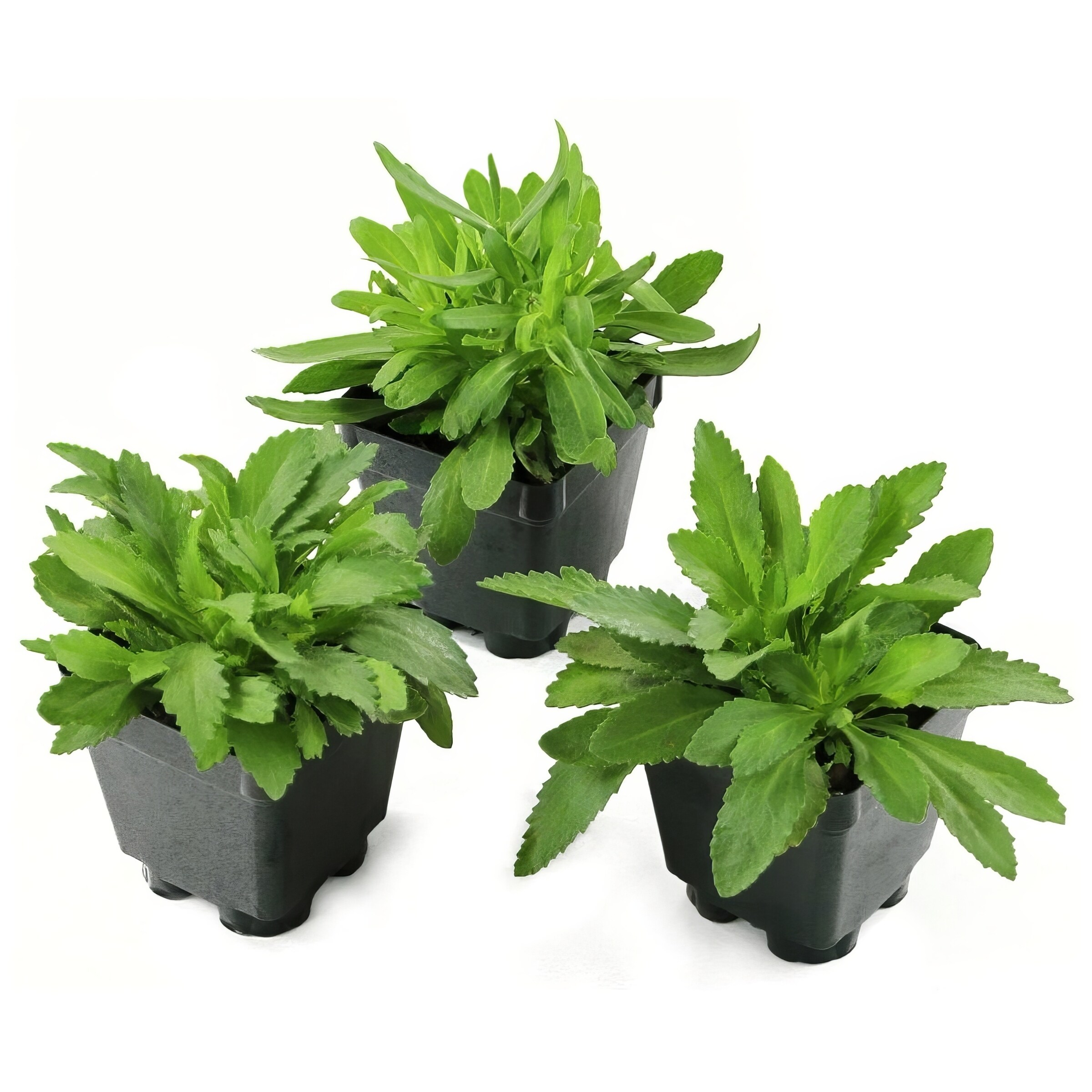 National Plant Network LW1725 perennials - View #4