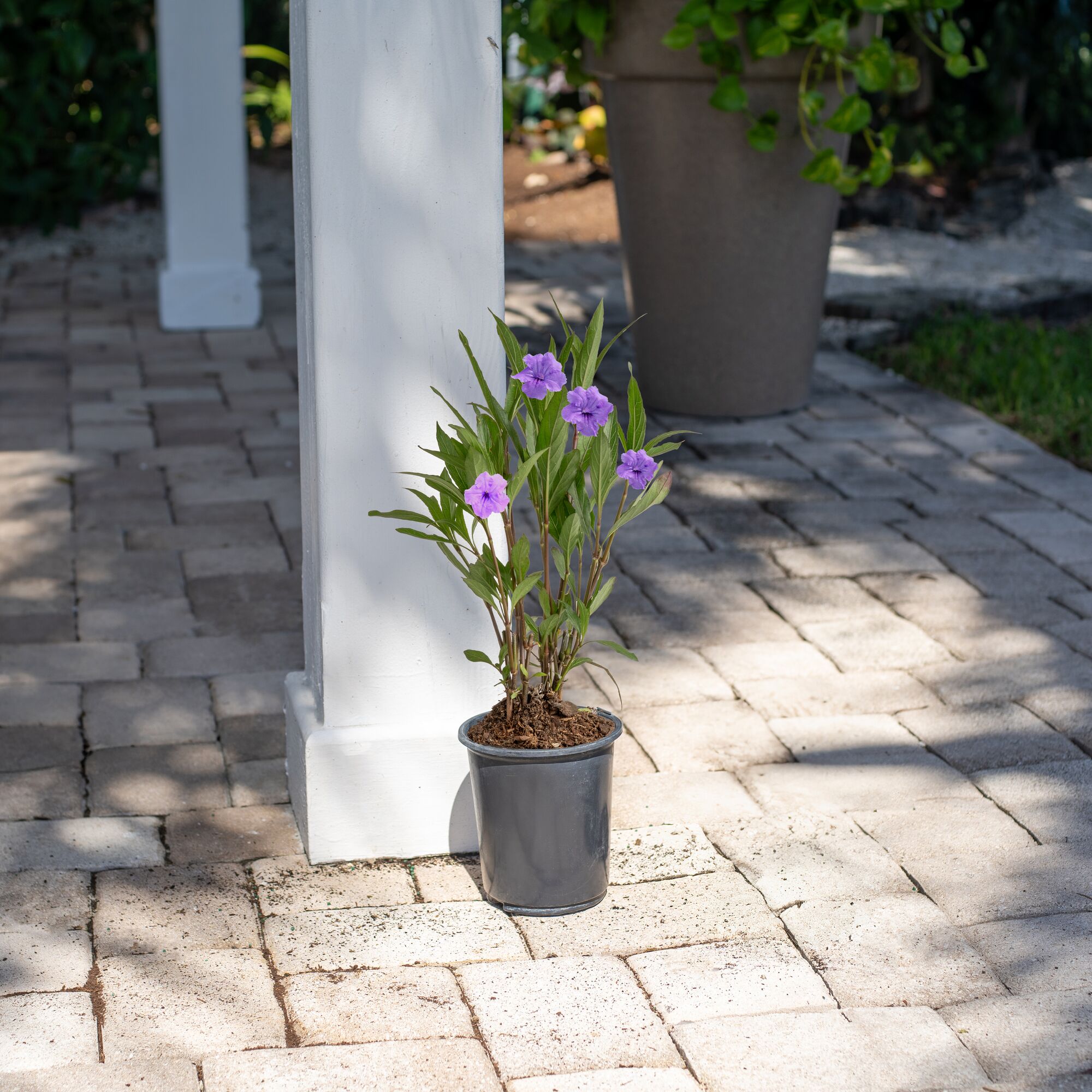 Costa Farms M-RUE-G-POT-01-LW shrubs - View #3