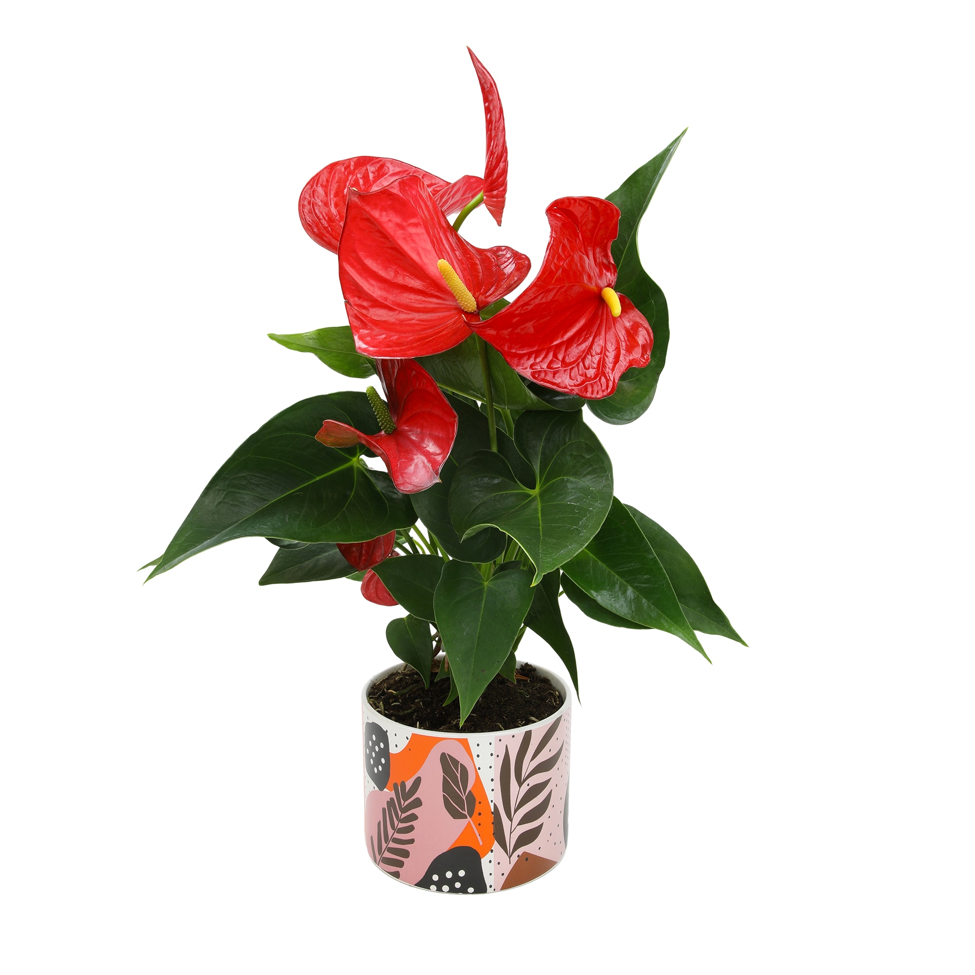 Altman Plants 0873014 hseplants - View #8