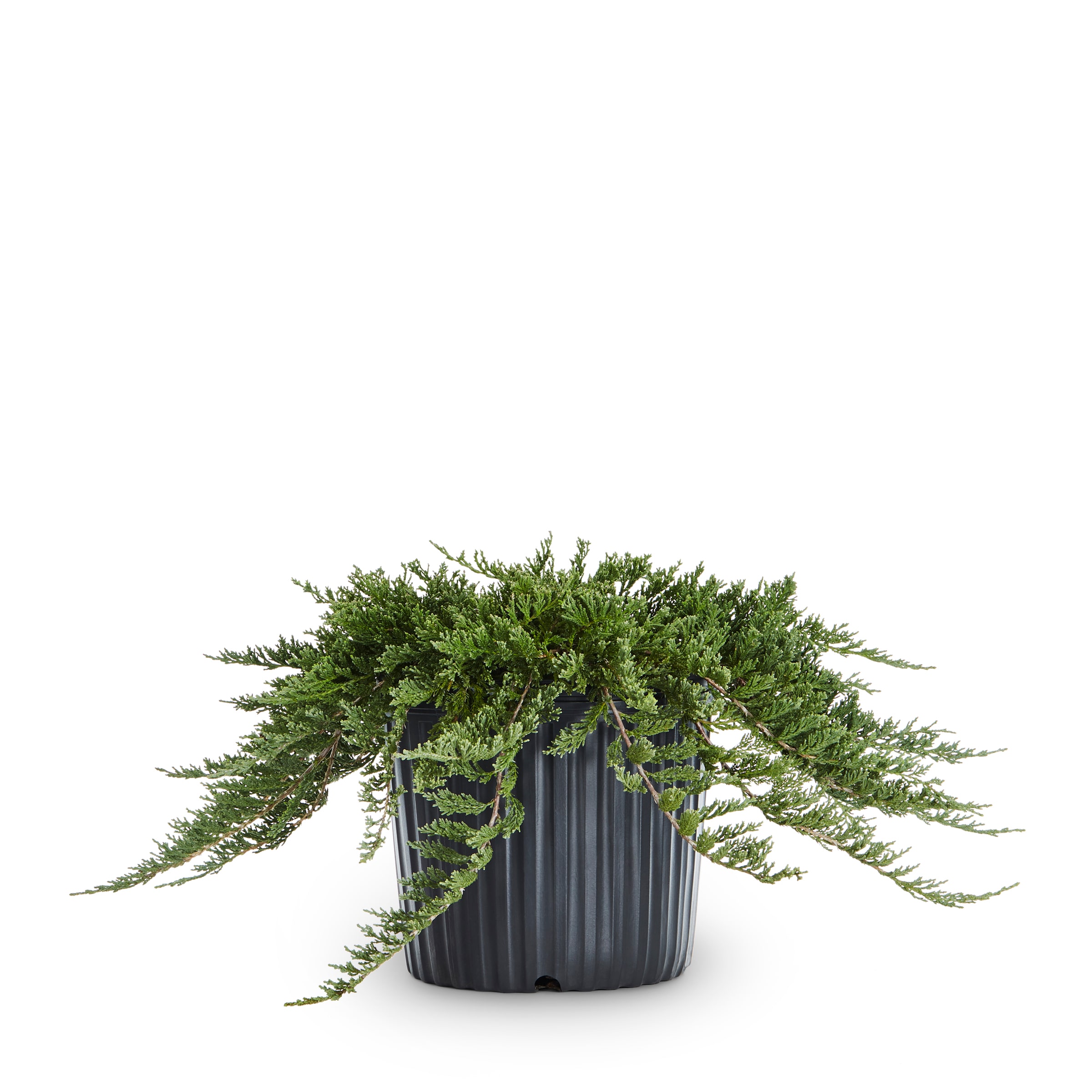 Lowe's NURSERY Blue Rug Juniper Accent Shrub in 2.25 -Gallon Pot with Blue Blooms