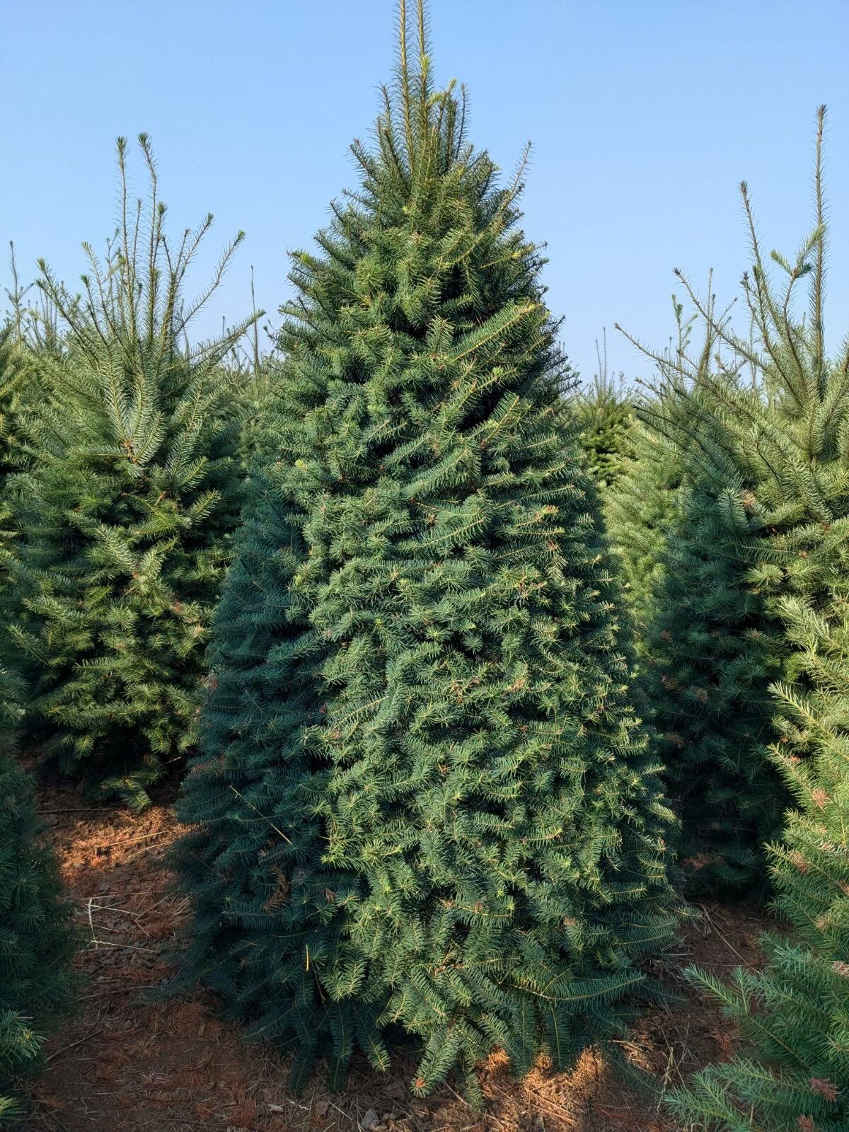 Holiday Living 400000934457 Fresh-Christmas-Trees - View #2