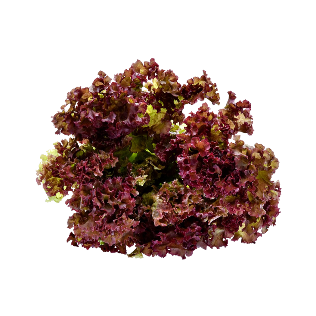 Lettuce Grow SO-SV-12-1474353 New Red Fire Leaf Lettuce Bareroot Plant 12-Pack