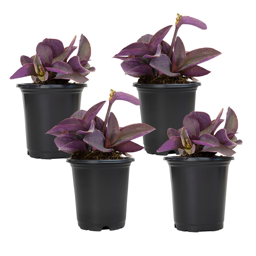 Altman Plants Pink Purple Queen in 1 Pint Pot 4 -Pack