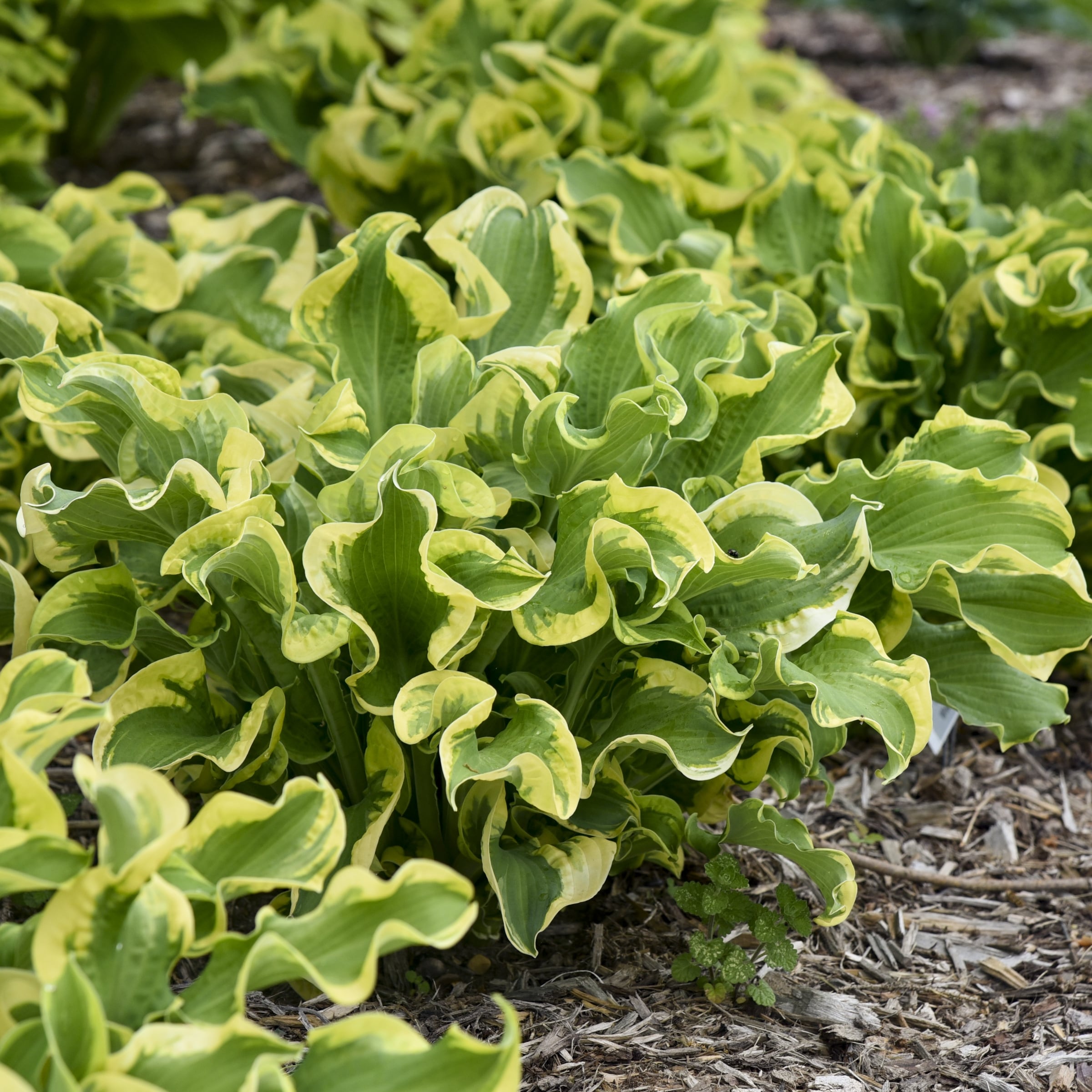 National Plant Network LW1720 perennials - View #3
