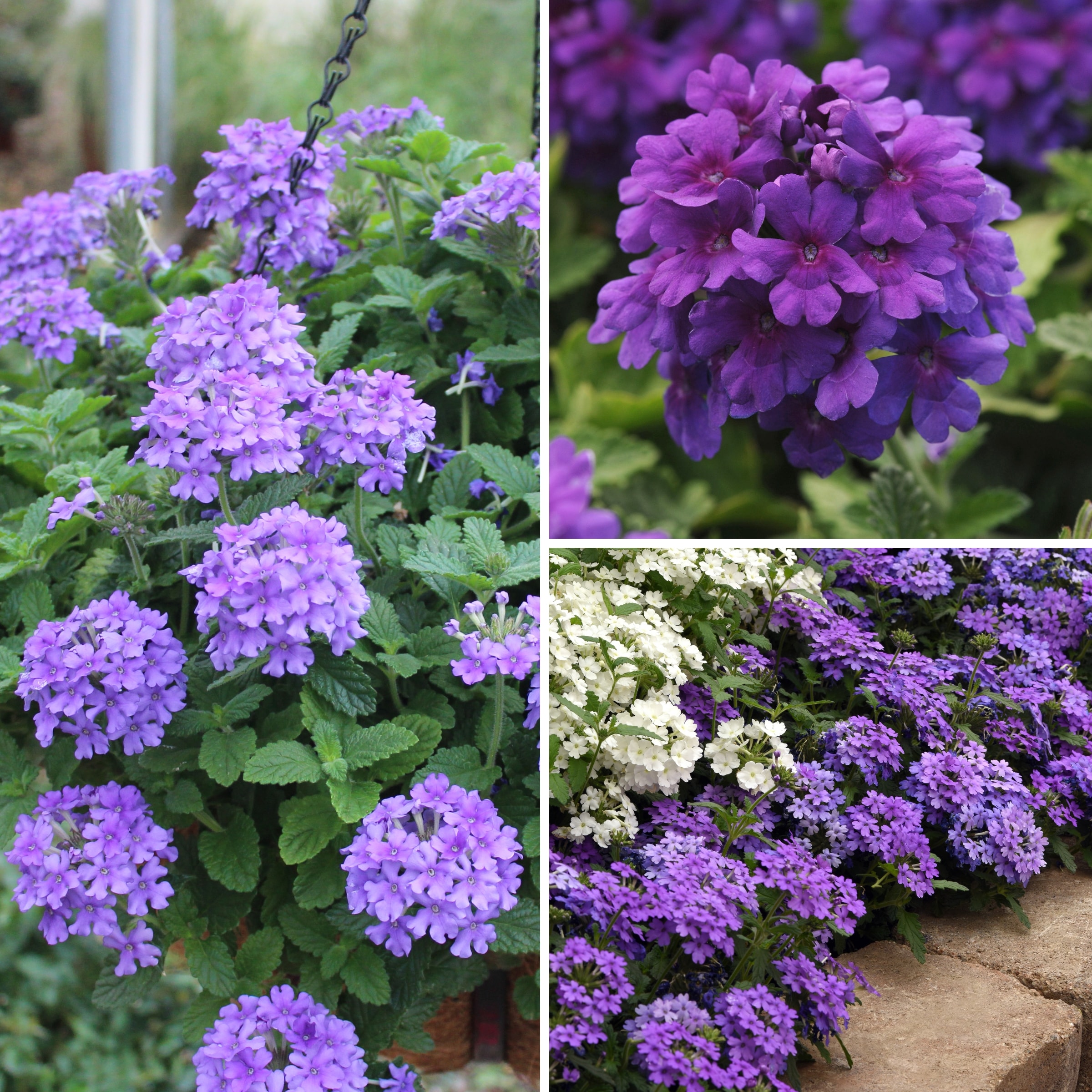 National Plant Network LW1318 perennials - View #4