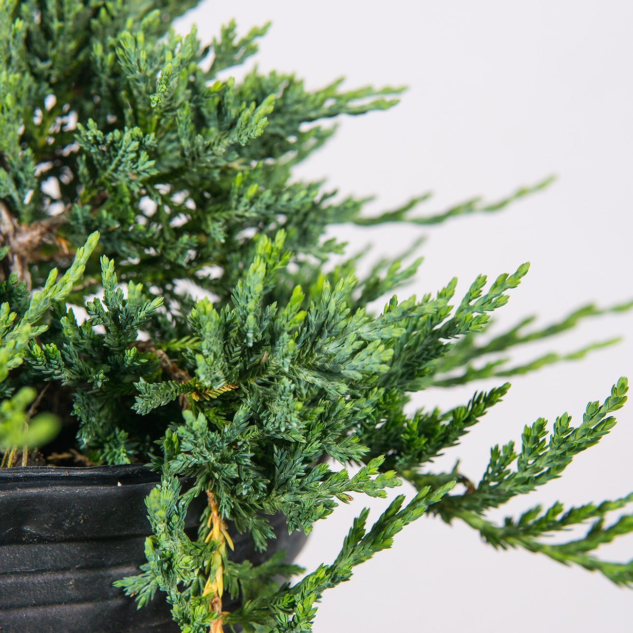 Perfect Plants Blue Rug Juniper Accent Shrub in 1-Gallon Pot in the ...