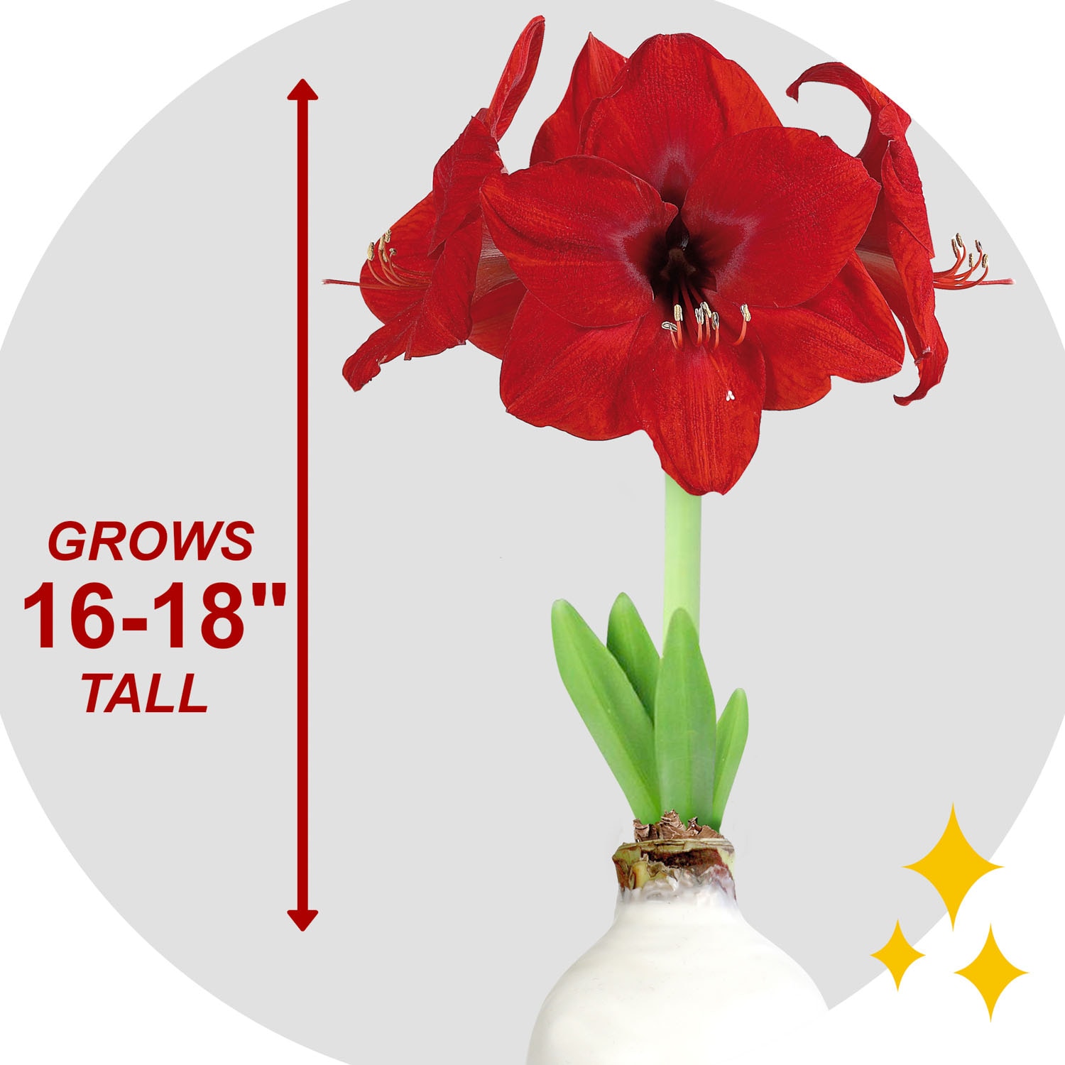 Garden State Bulb ECH-33-01-01 Plant-Bulbs - View #3