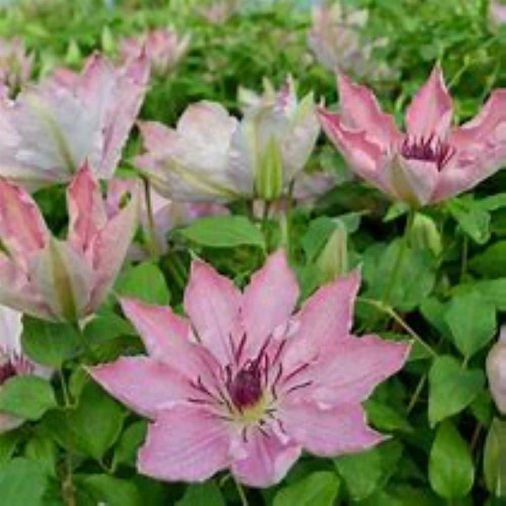 Lowe's NURSERY 1-Gallon in Pot Clematis (1)
