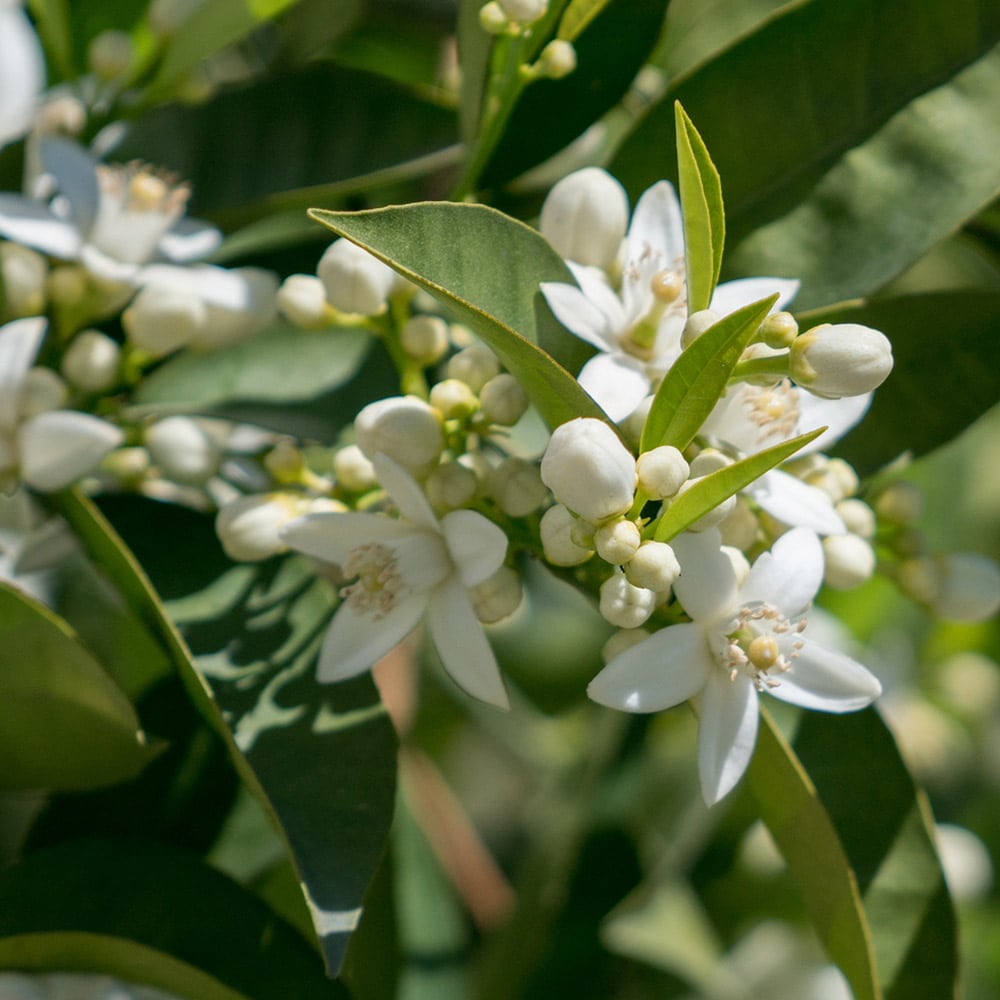 Brighter Blooms 17486 Fruit-Plants - View #3