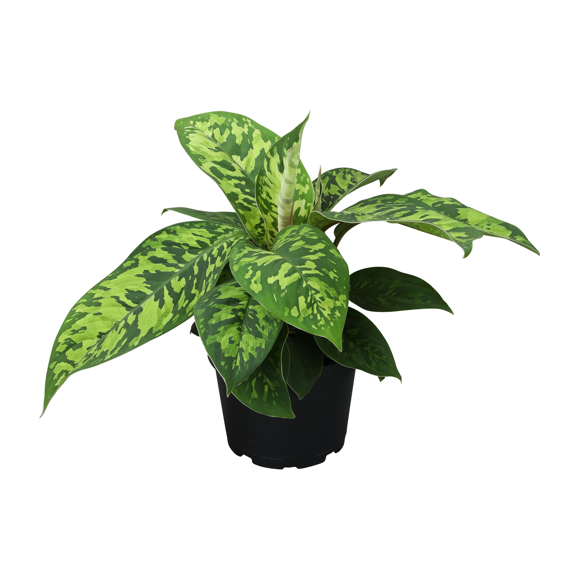 Pre-Potted Camouflage Plants, Bulbs & Seeds at Lowes.com