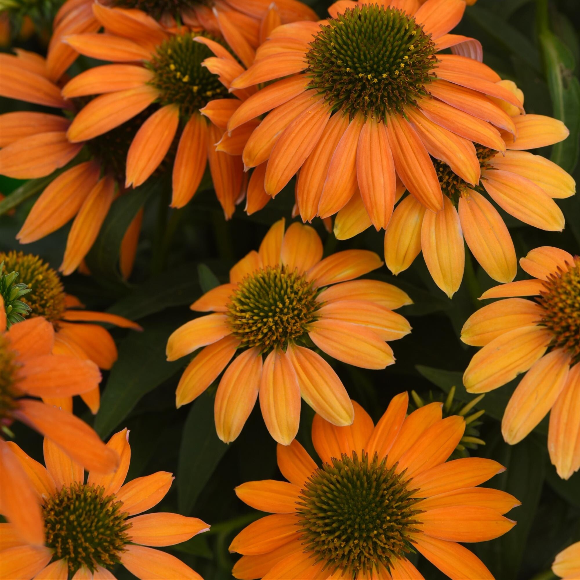 National Plant Network LW1451 perennials - View #5
