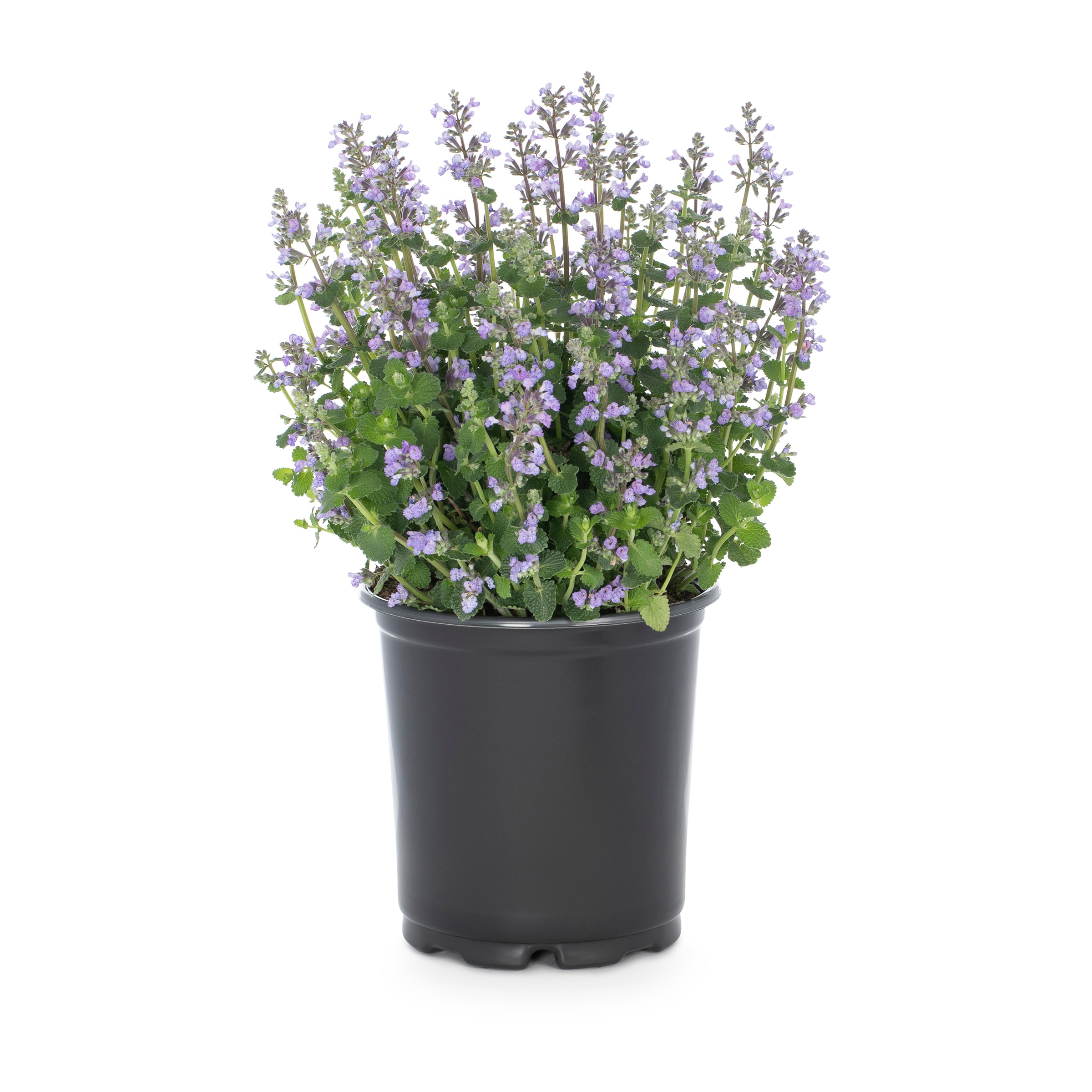 Lowe's 5759803 Purple Catmint Plant in 2 -Quart Pot 1 -Pack