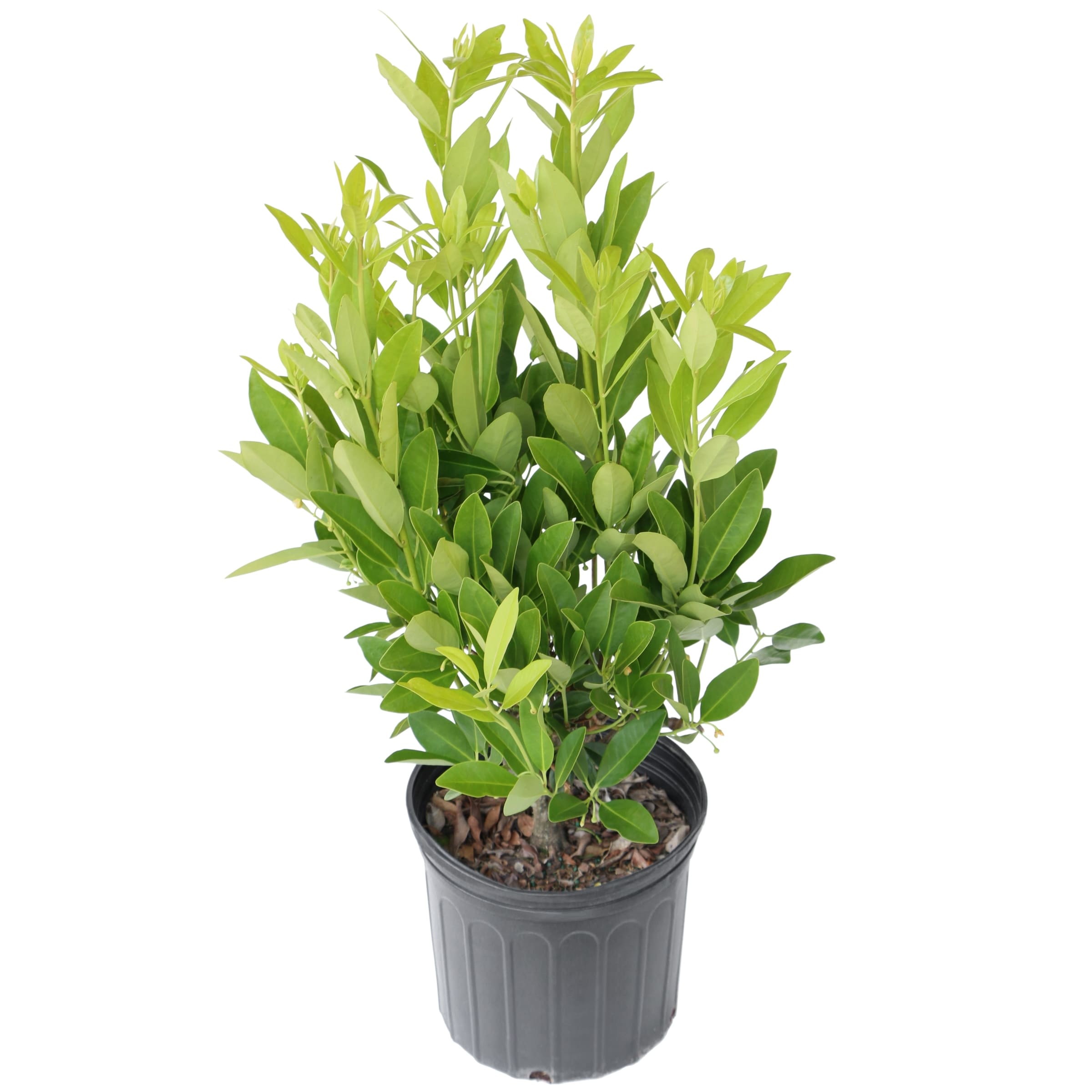 National Plant Network LW3021 2.25 -Gallon Multicolor Feature Anise Tree In pot (with soil)