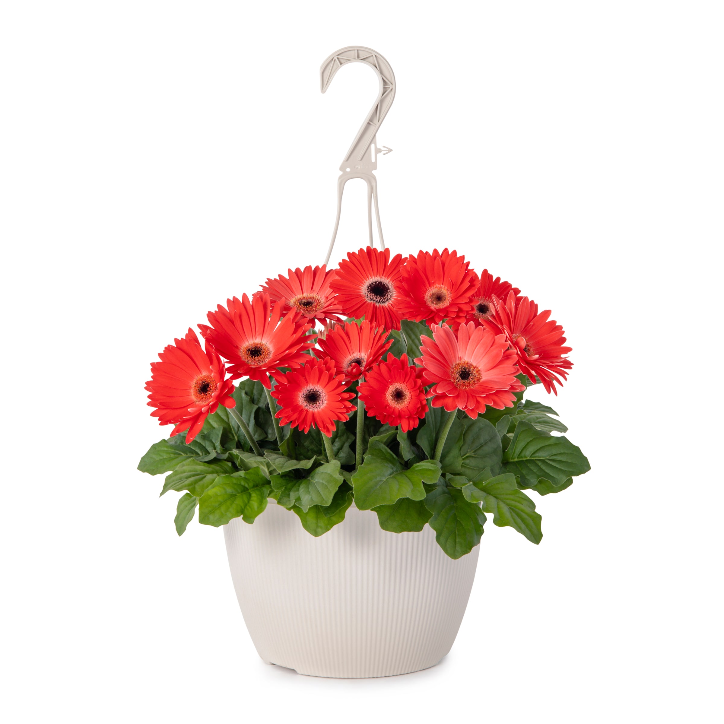 Metrolina Greenhouses 4772 Red Gerbera daisy in 1.5 Gallon(s) Hanging basket 1 -Pack