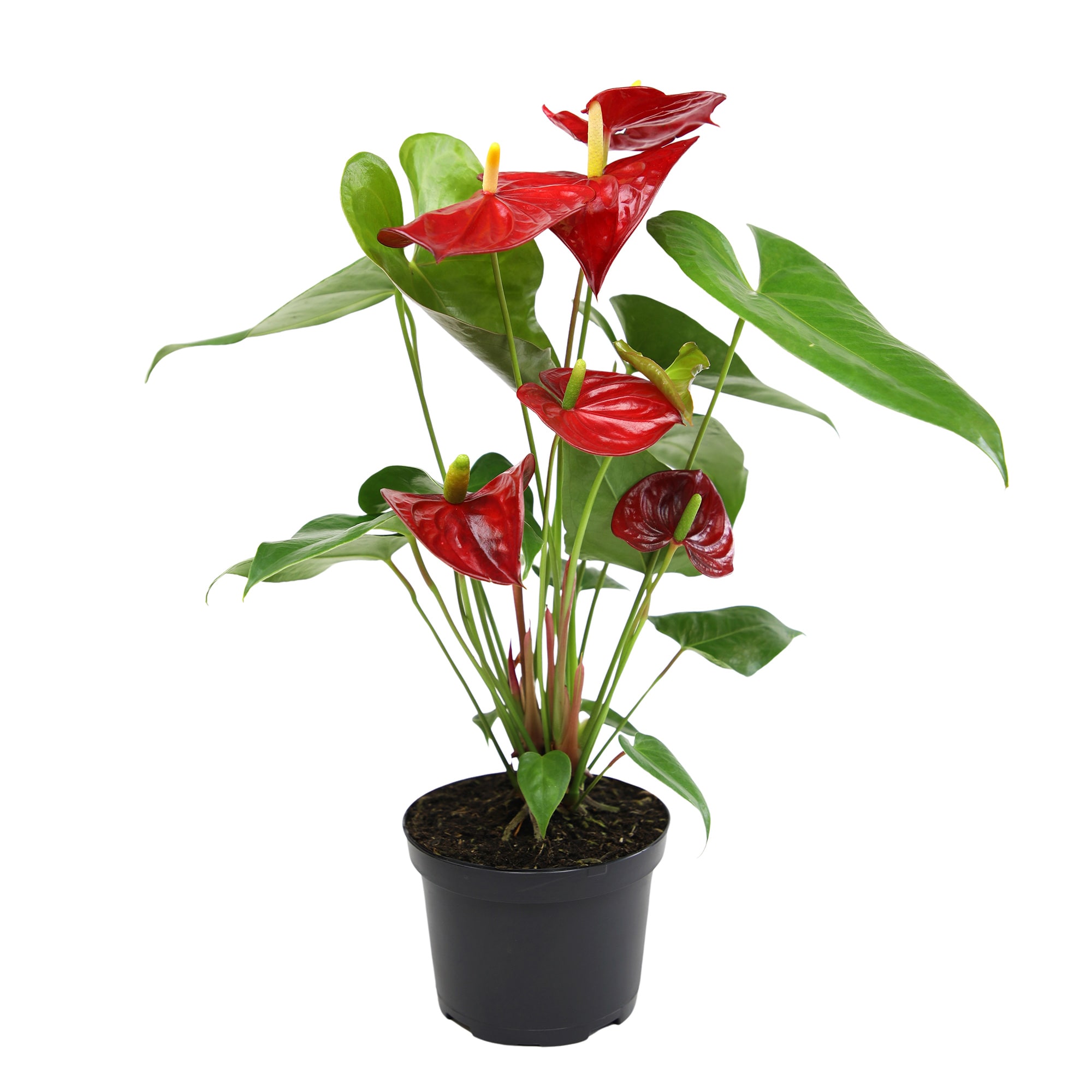 Altman Plants 0881524 Red Red Flamingo Flower Anthurium House plant in 6 Inch(es) Pot 1 -Pack