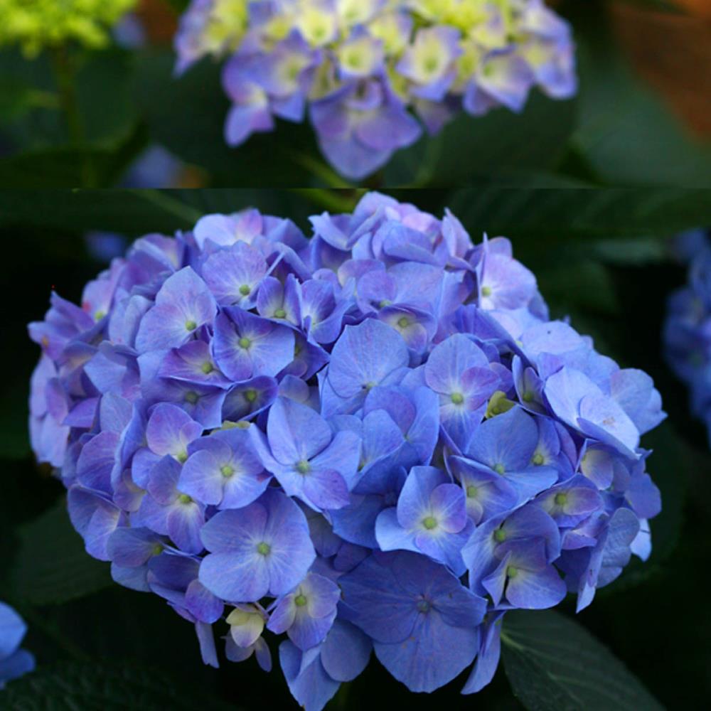 Spring Hill Nurseries 1-Pack Blue Flowering Shrub in Pot at Lowes.com