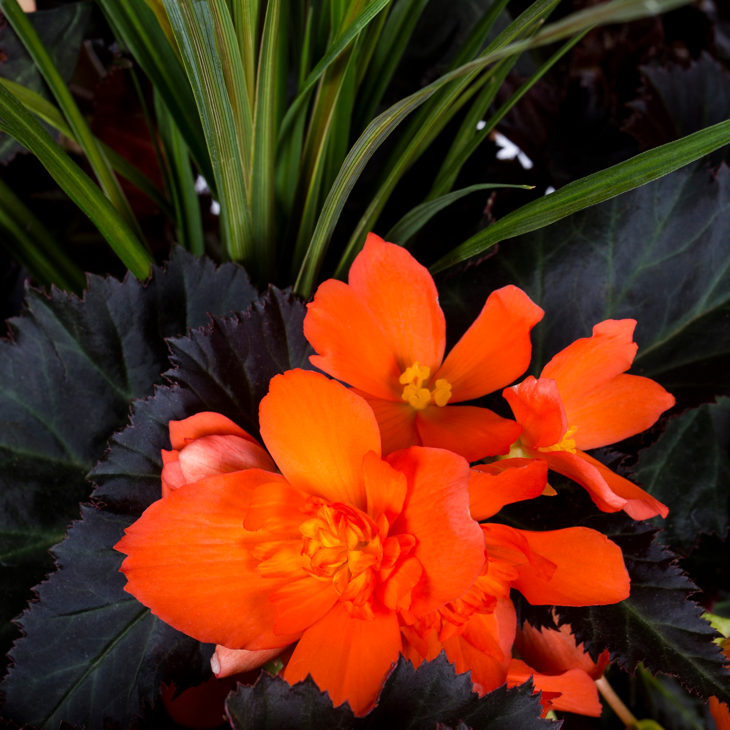 Lowe's 1613038 annuals - View #8