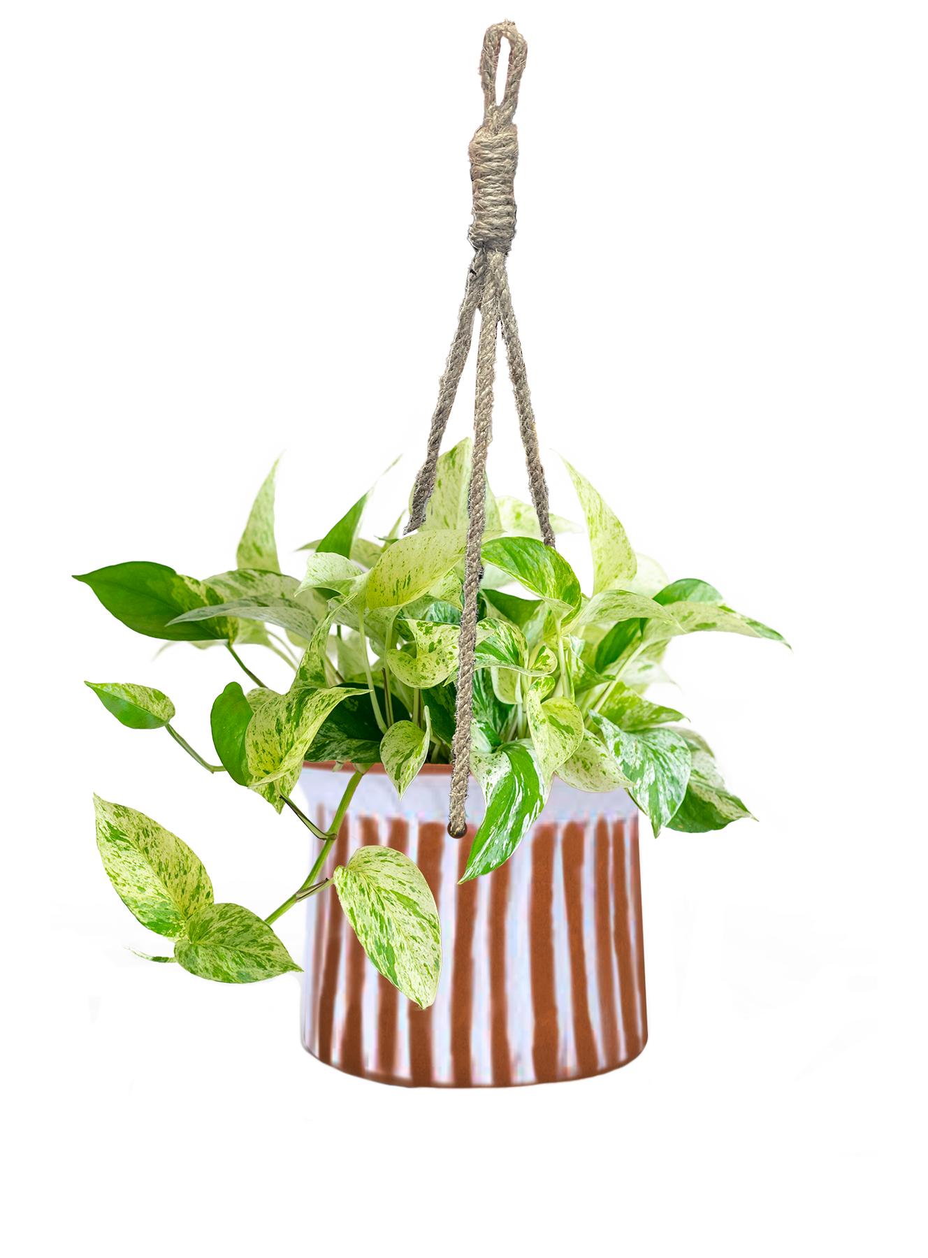 LiveTrends ASB07112 PETITE RIFT House plant in 12 Ounce(s) Hanging basket 1 -Pack