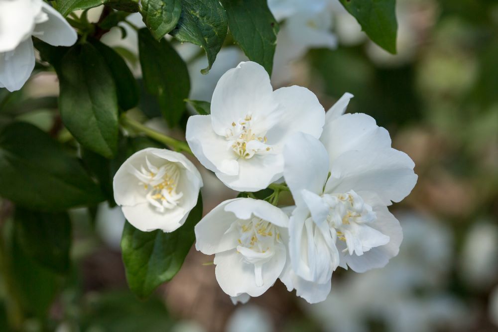 First Editions Mock Orange 'snow White' Shrubs At Lowes.com