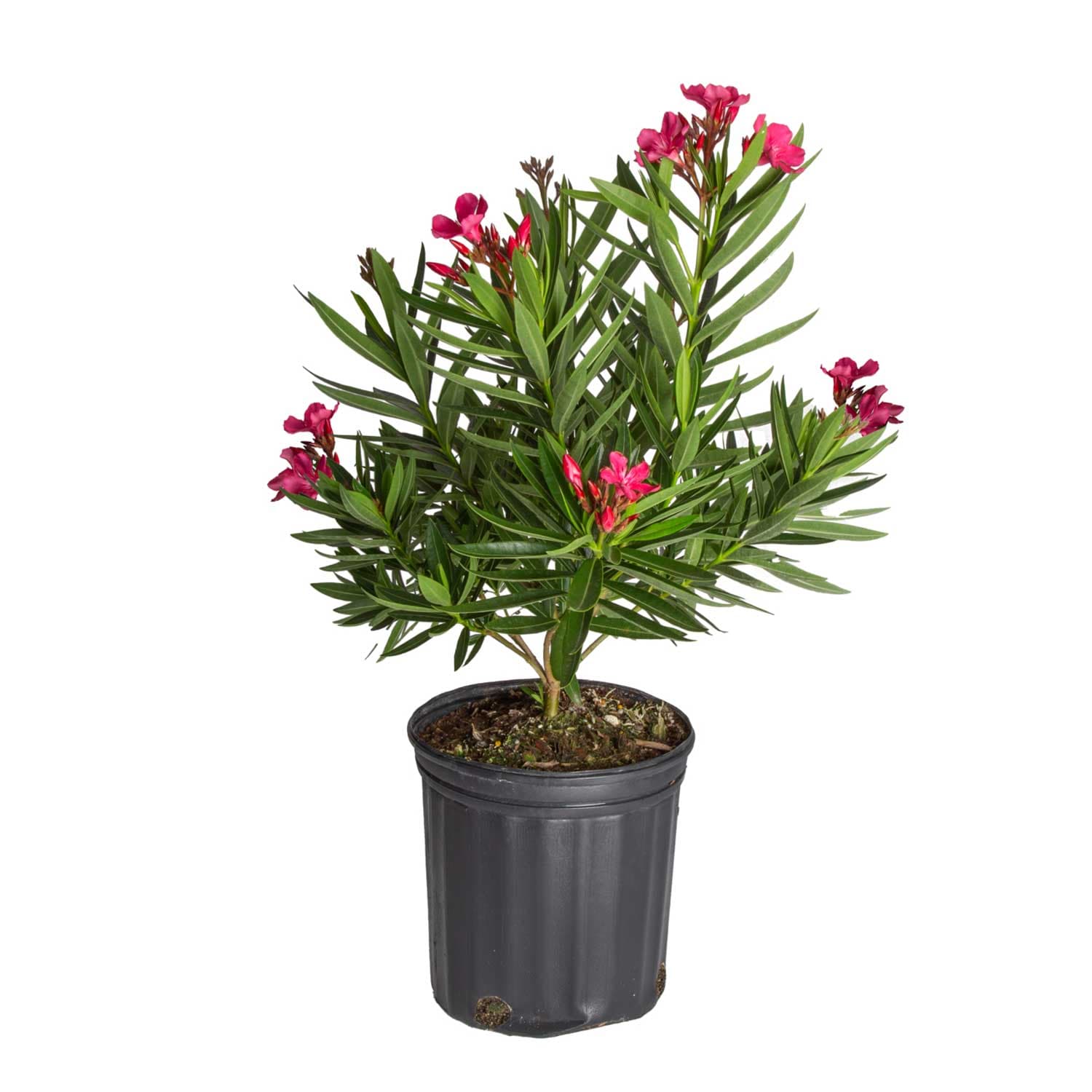 Costa Farms Shrubs at Lowes.com