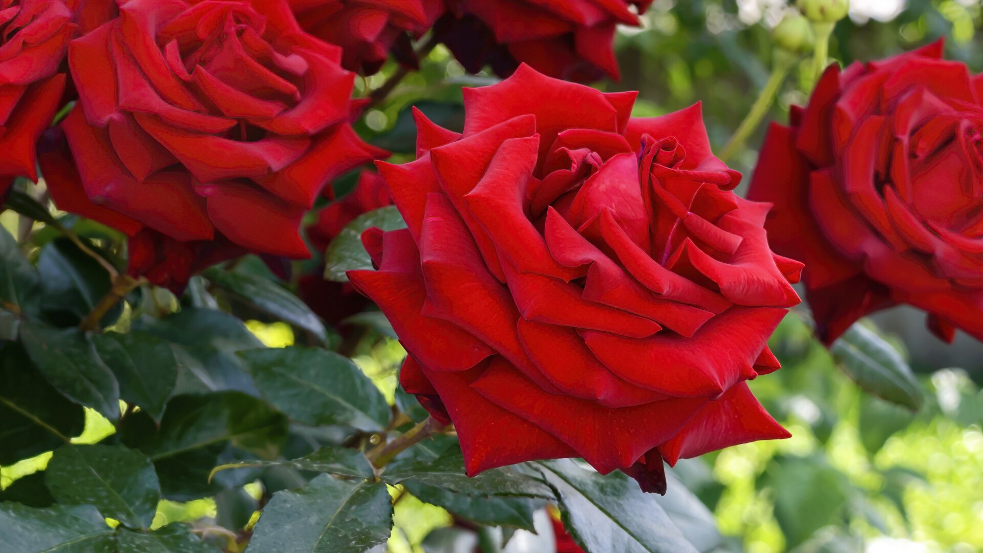 National Plant Network LW1588 roses - View #4