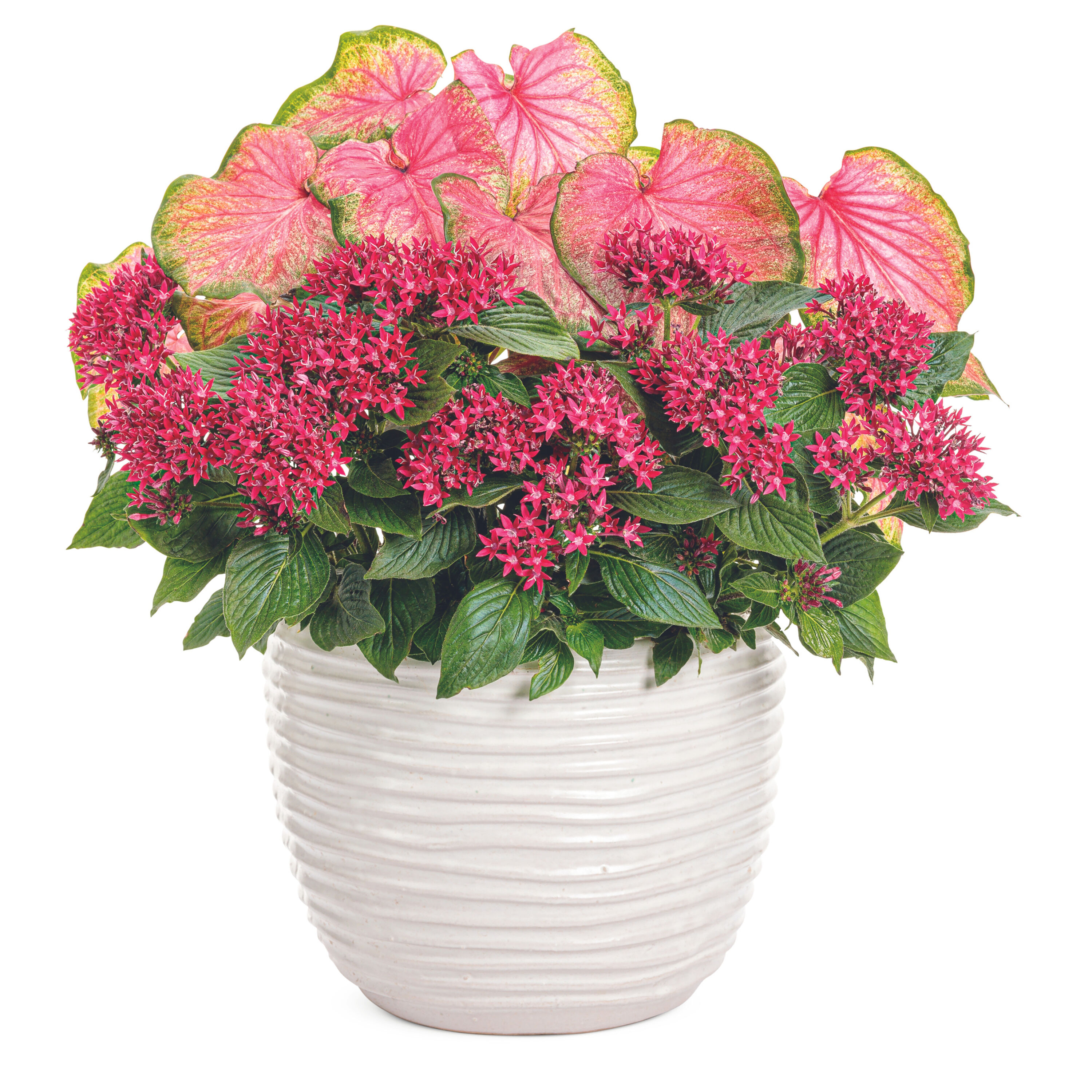 Proven Winners PENPRW2027504 annuals - View #6