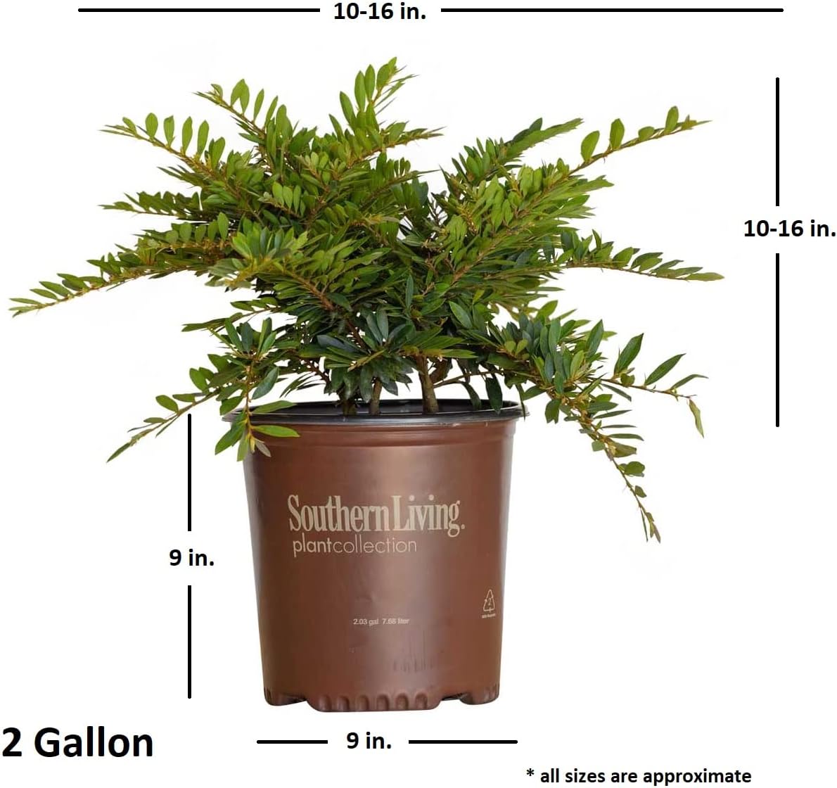 Southern Living Plant Collection 90612SL-1 shrubs - View #4