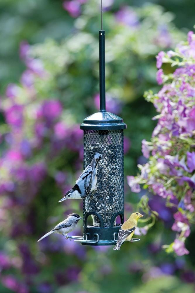 Squirrel Buster Green Metal Hanging Squirrel-resistant Tube Bird Feeder ...