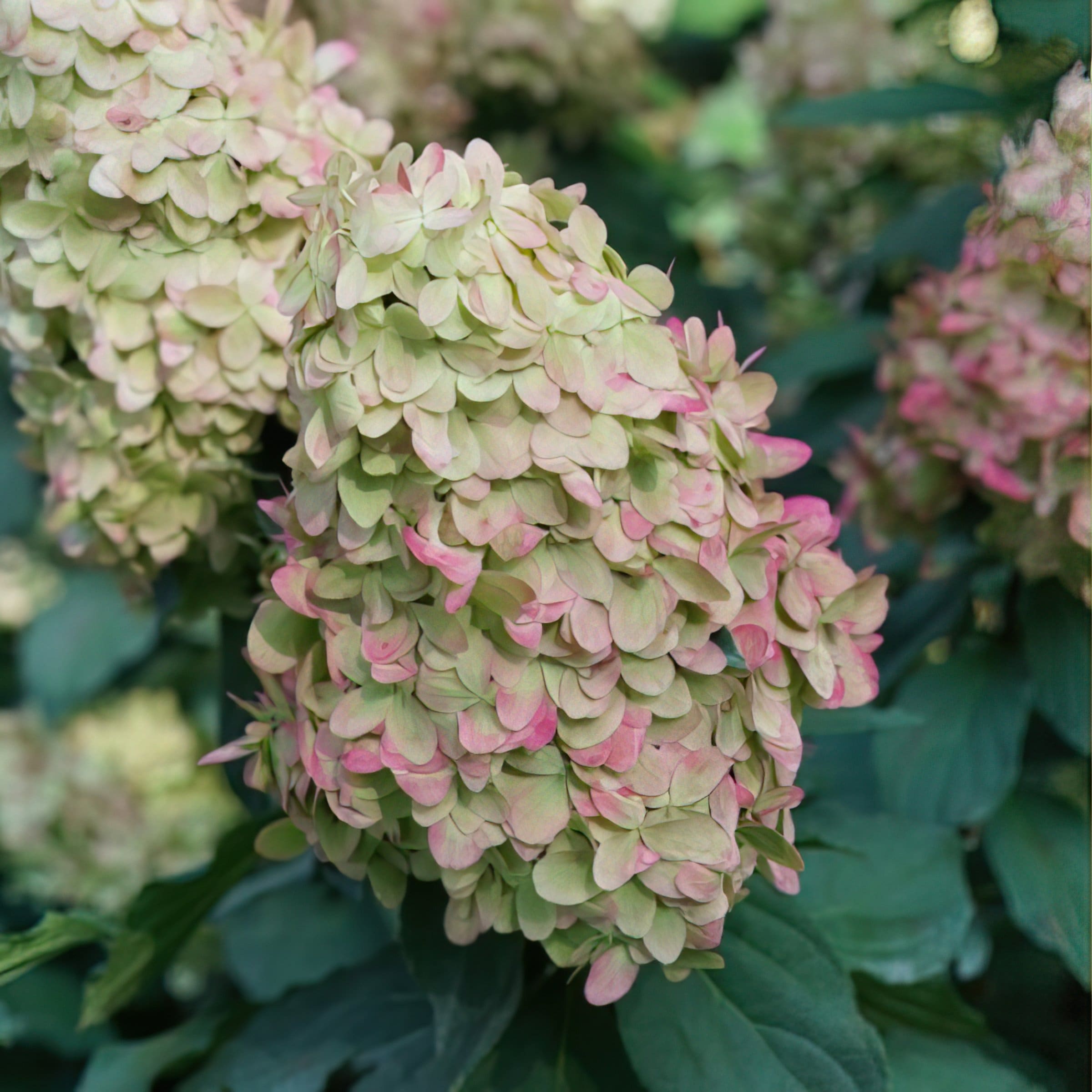 National Plant Network LW2722 shrubs - View #4