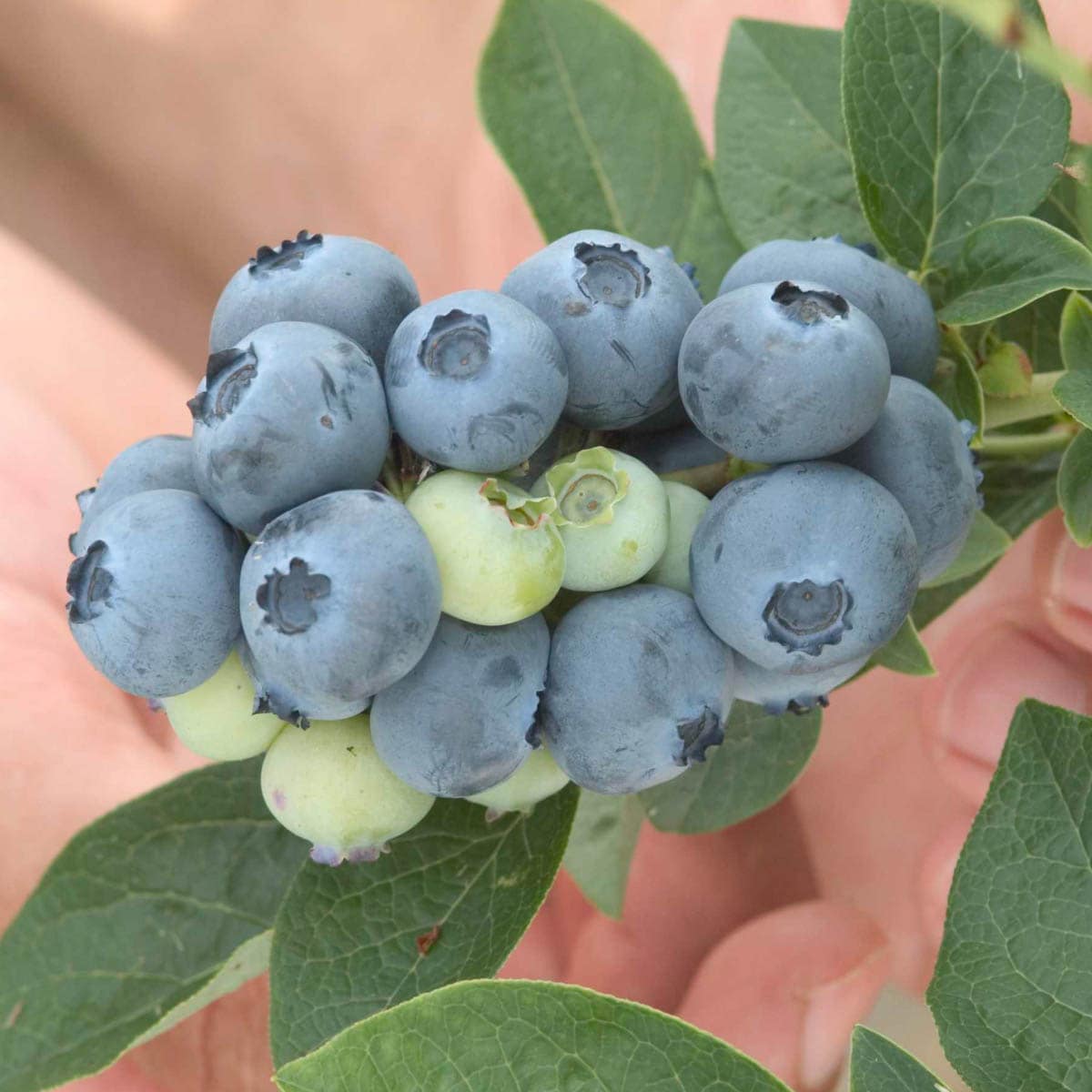 Gurney's Seed and Nursery 65956 Plant in Bareroot