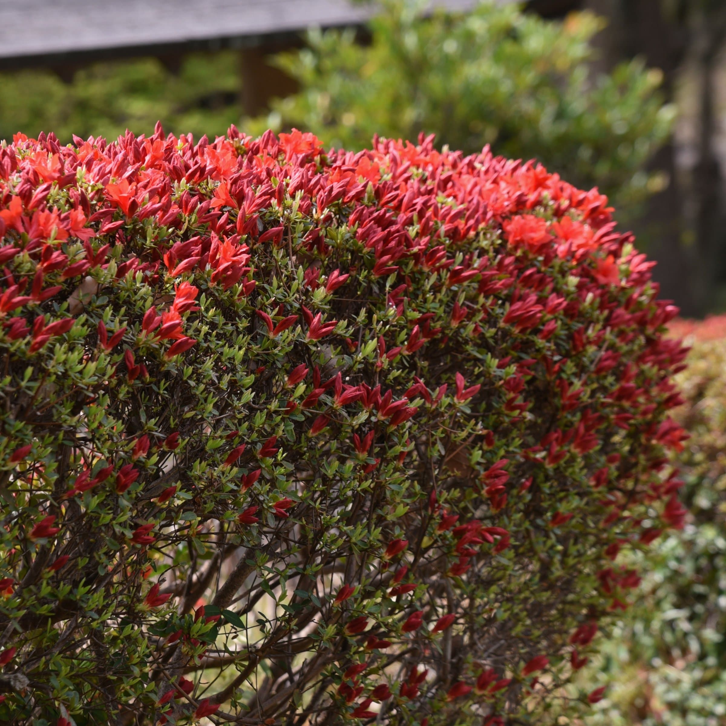 National Plant Network LW1839 shrubs - View #2