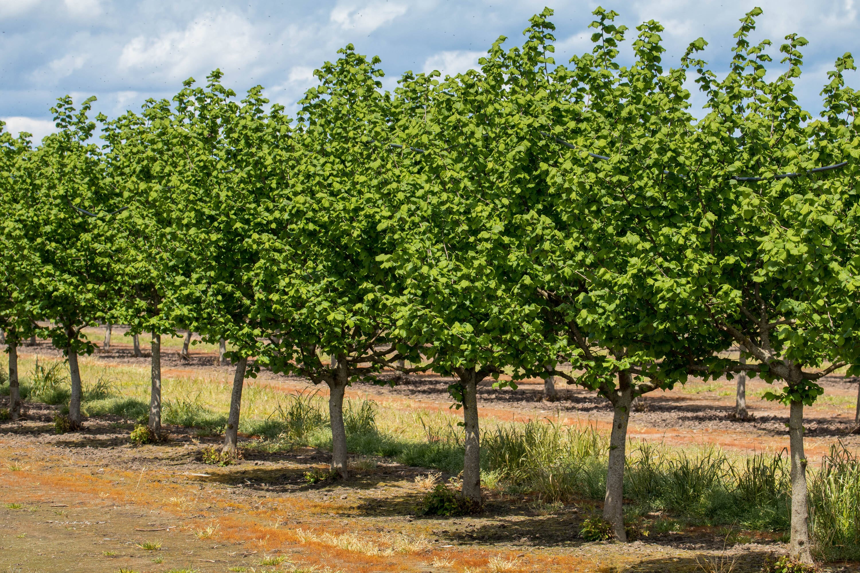 Online Orchards NTHZ002 Fruit-Plants - View #2