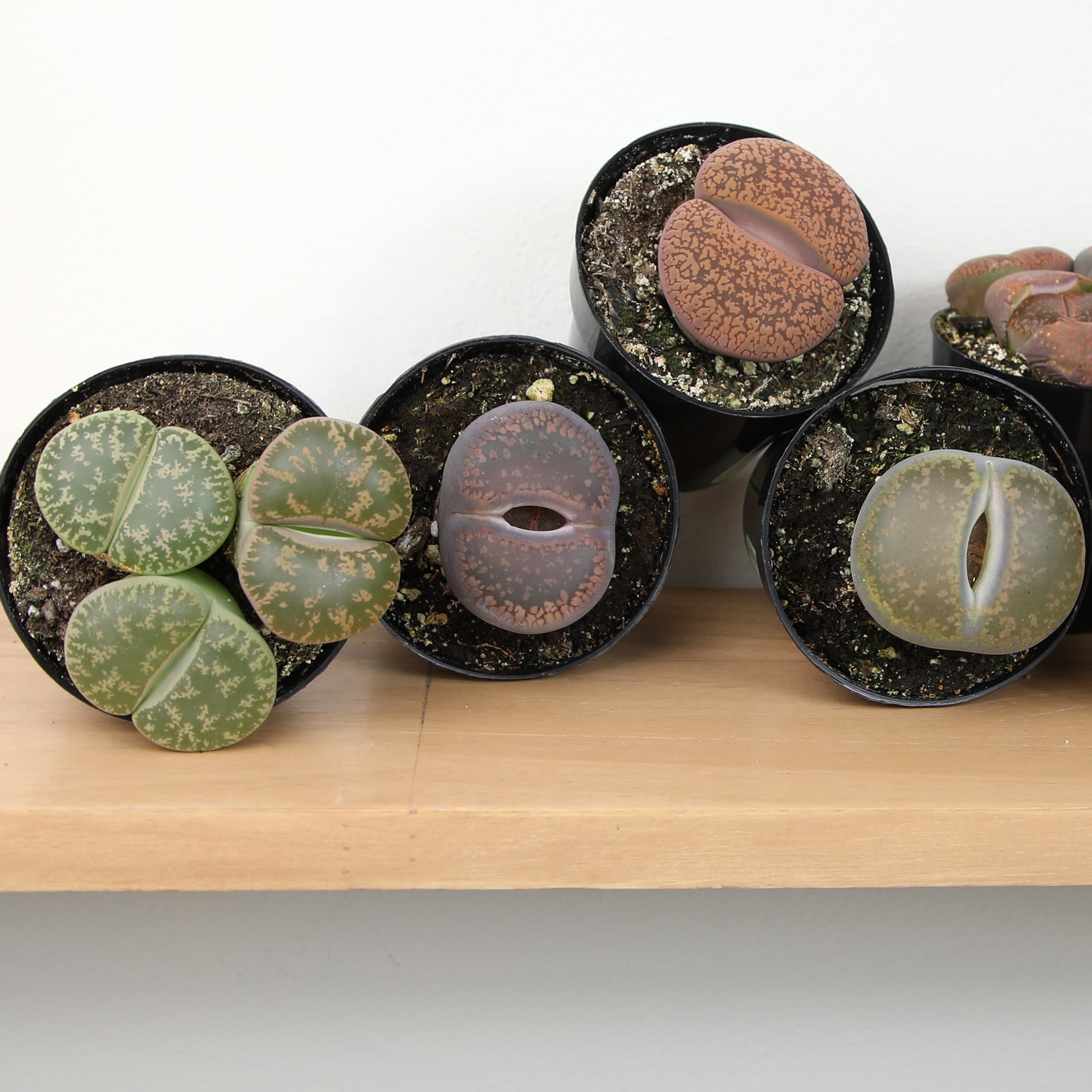 Altman Plants 0873254 Cacti-Succulents - View #4