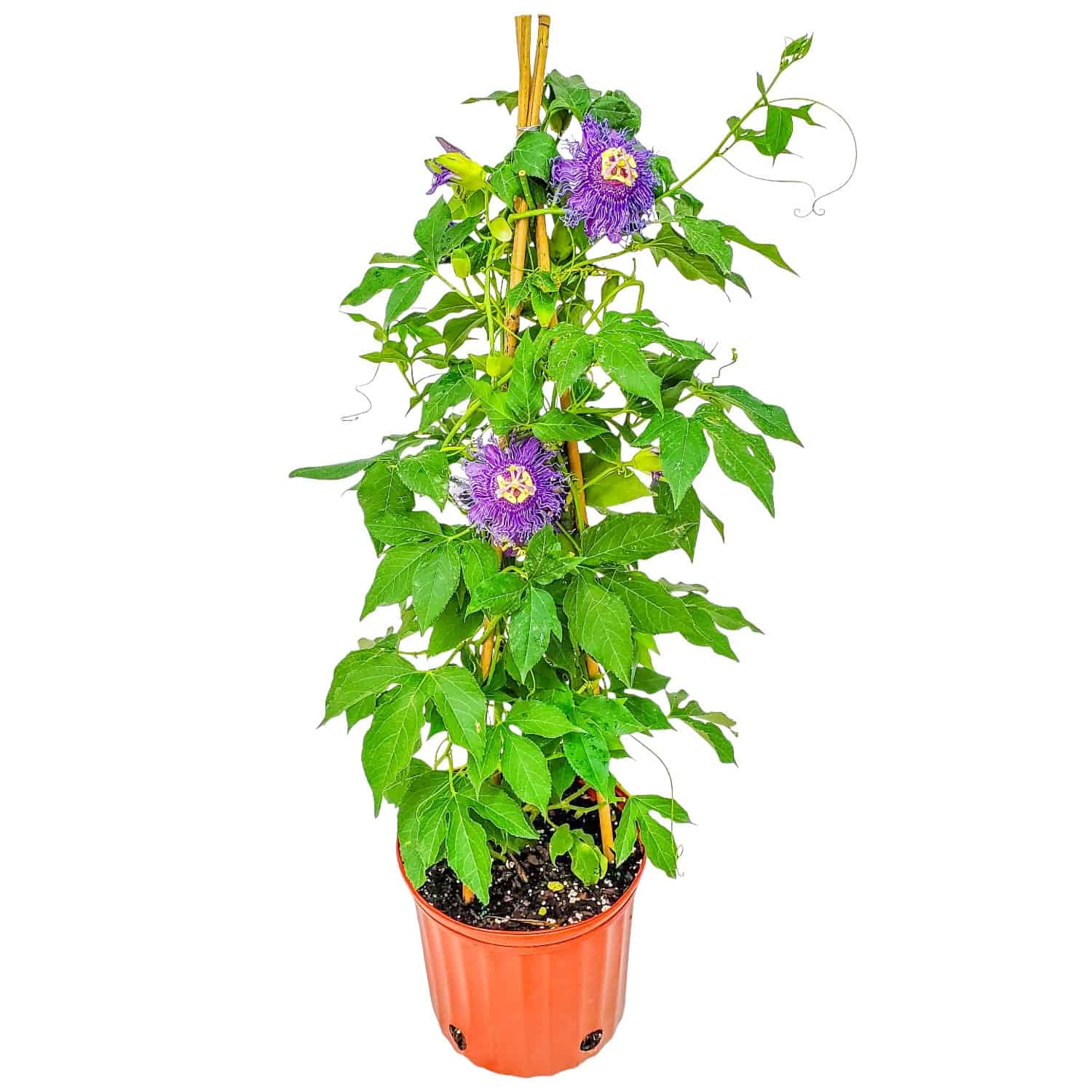 ceramic planter with saucer Oversized Mug & Saucer Ceramic Planter – The Window main image 1