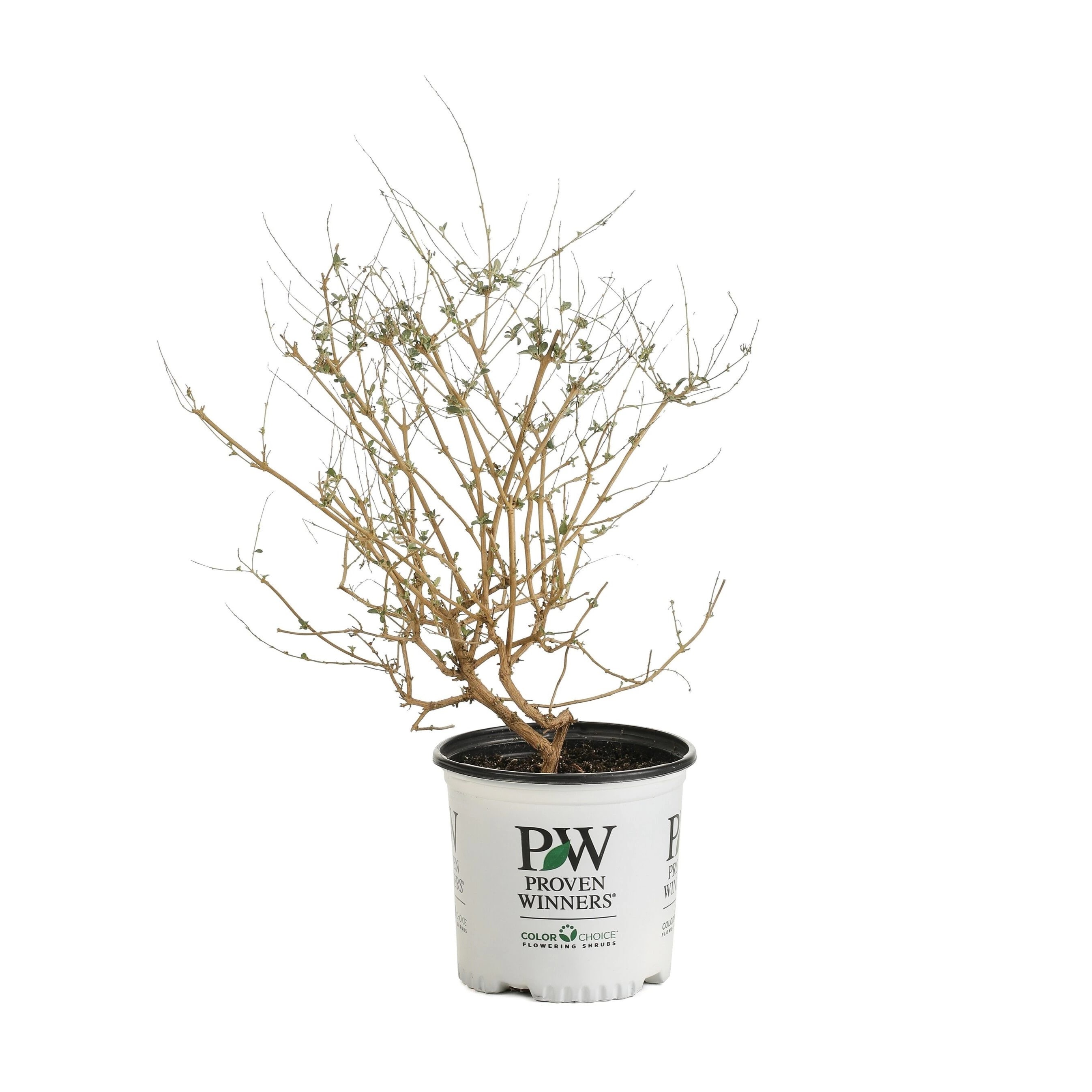 Lowe's NURSERY Miss Ruby Butterfly Bush Shrub in 2 -Gallon
