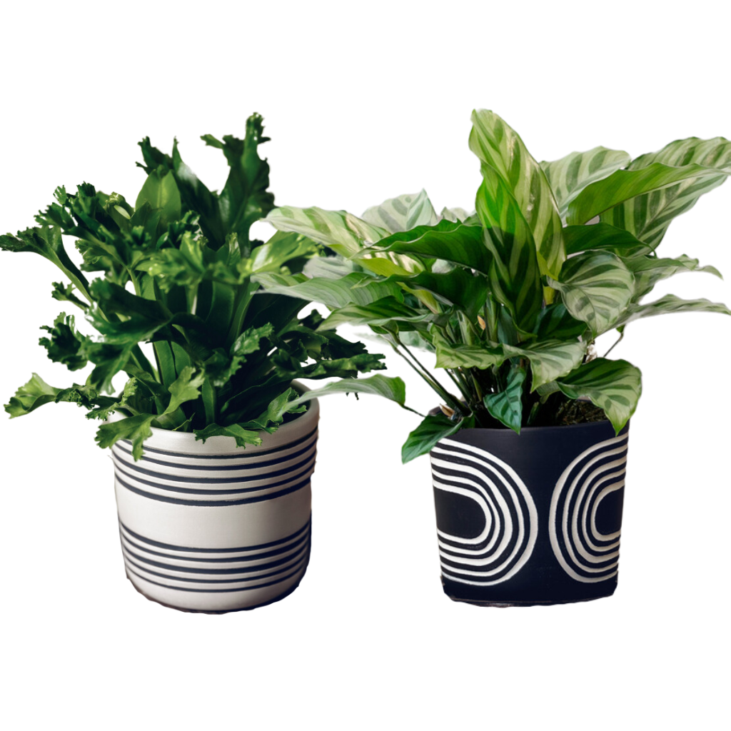 LiveTrends ASB06946 Winding Path House plant in 12 Ounce(s) Pot 1 -Pack
