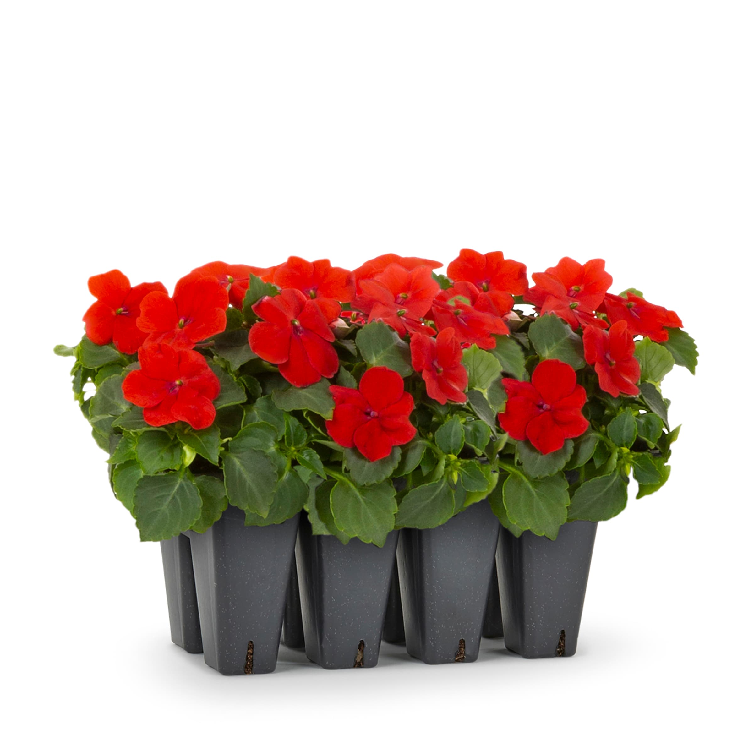 Lowe's 1527847 annuals - View #3