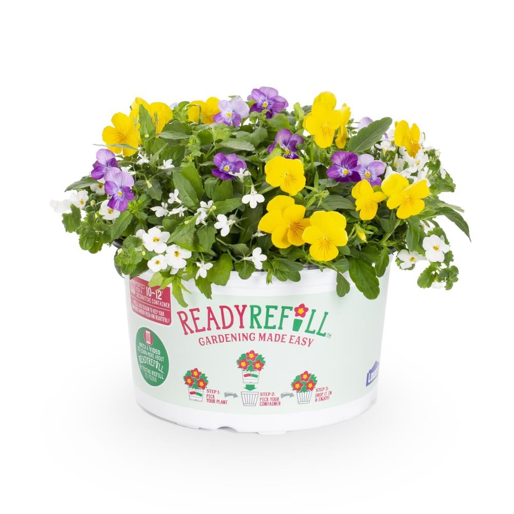 Ready Refill NURSERY Multicolor Mixed Annuals Combinations Pot