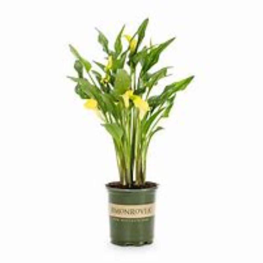 Lowe's NURSERY Multicolor Calla Lily Plant in 1 -Quart Pot 1 -Pack