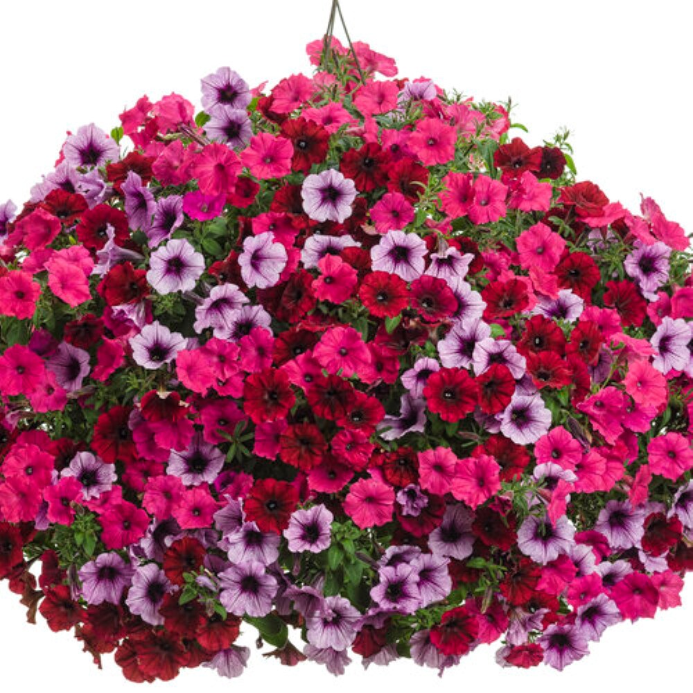 Ready Refill NURSERY annuals - View #5