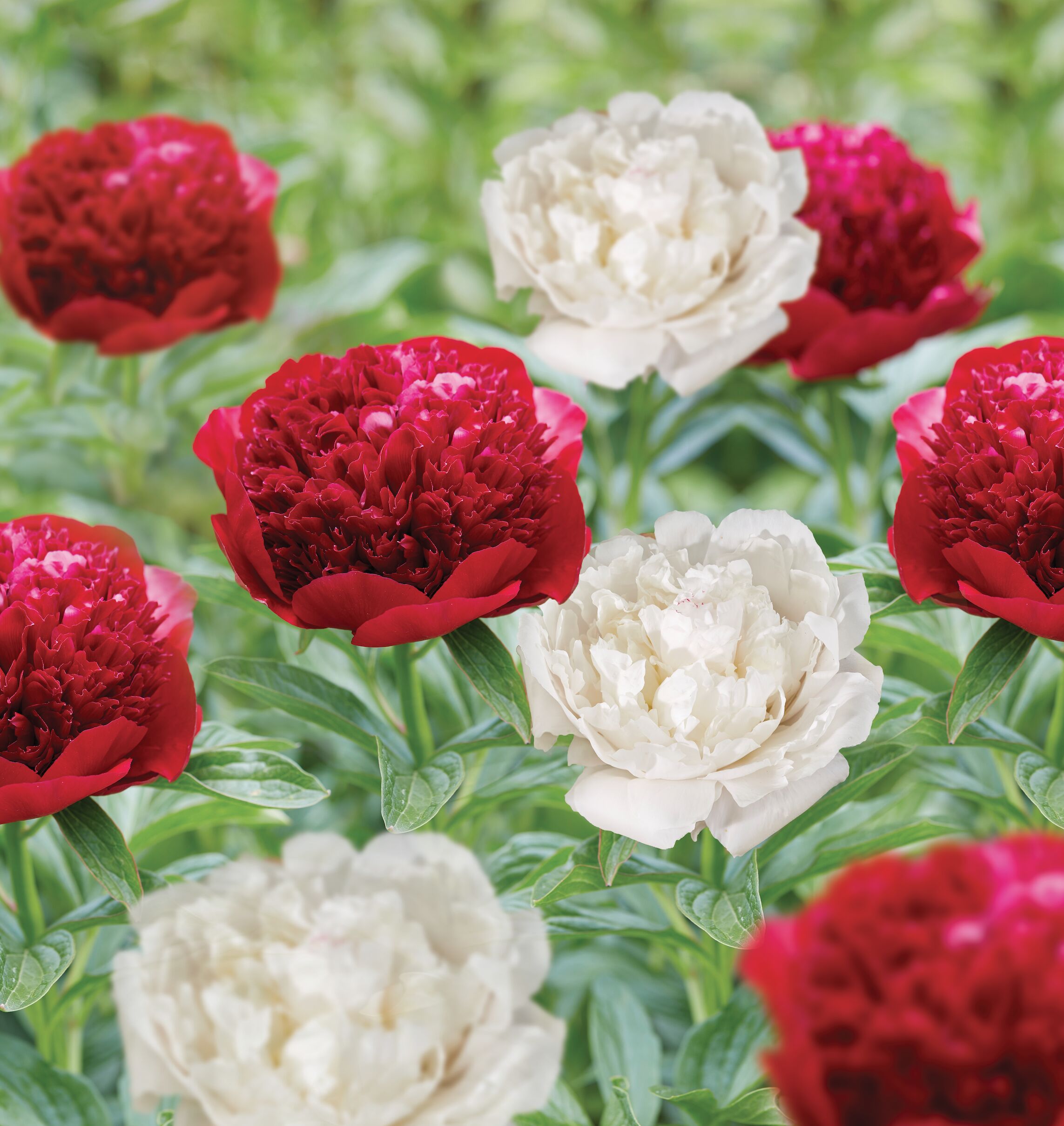 Garden State Bulb 07981 PAEONIA RED AND WHITE 2-PK PBS