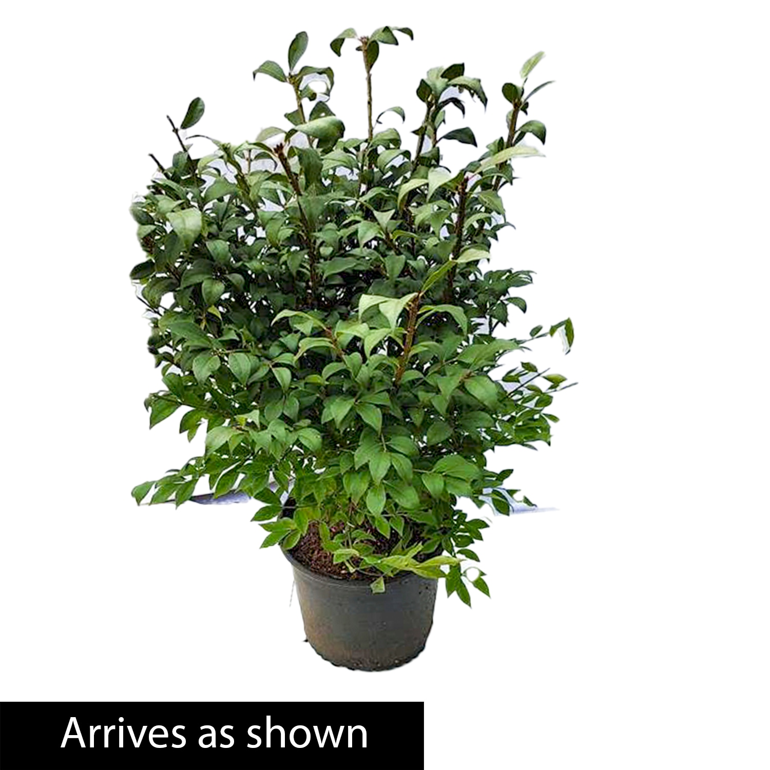 Spring Hill Nurseries 83527 shrubs - View #4