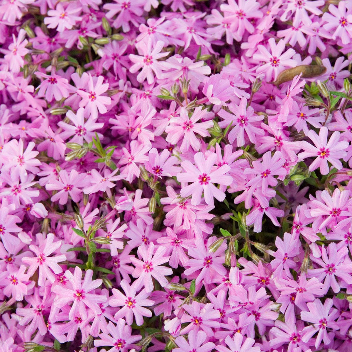 Spring Hill Nurseries 91645 Pink Pink Emerald Creeping Phlox Plant in 1 -Pack Bareroot