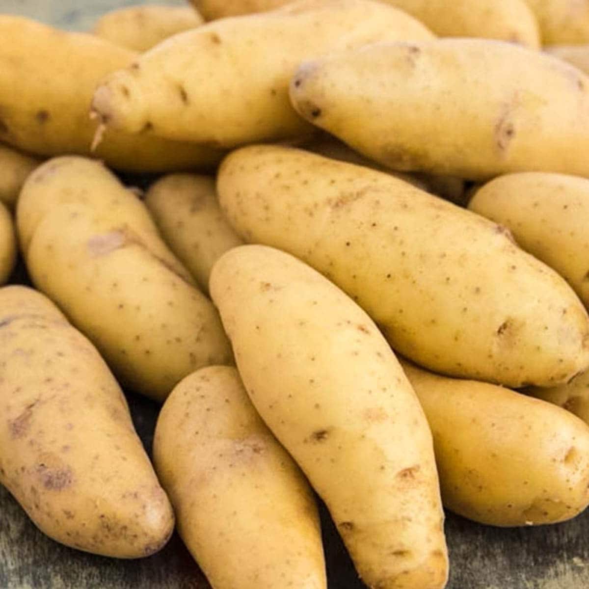 Gurney's Seed and Nursery 81214 Vegetable-Herb-Seeds - View #3