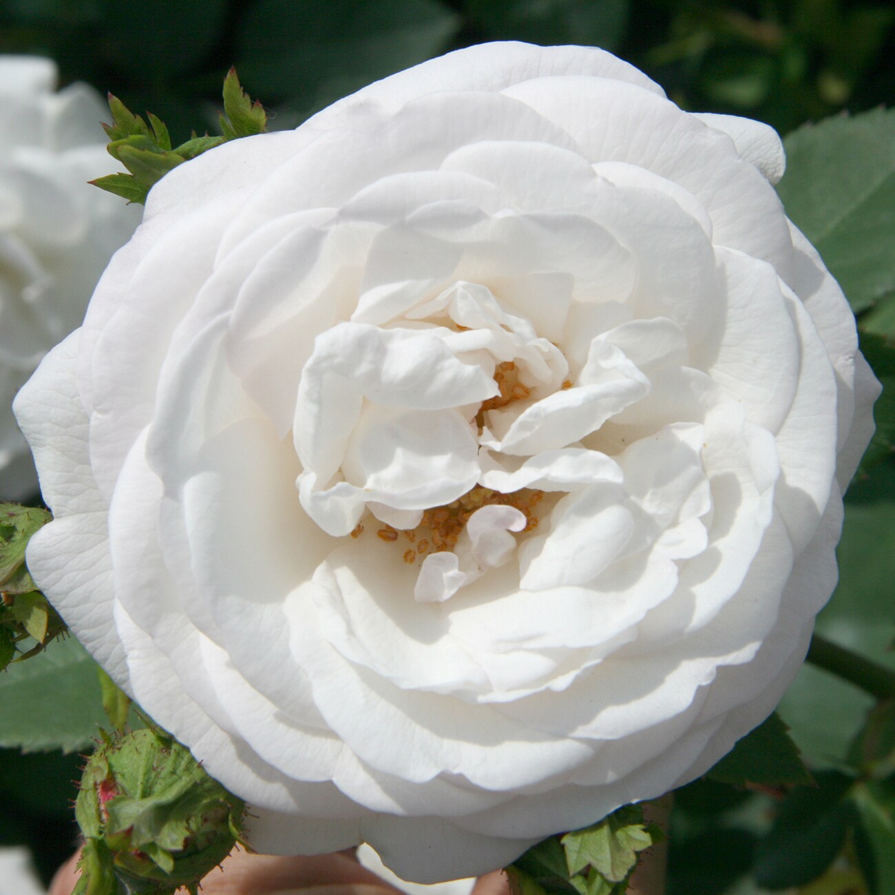 Van Zyverden 84603 roses - View #3