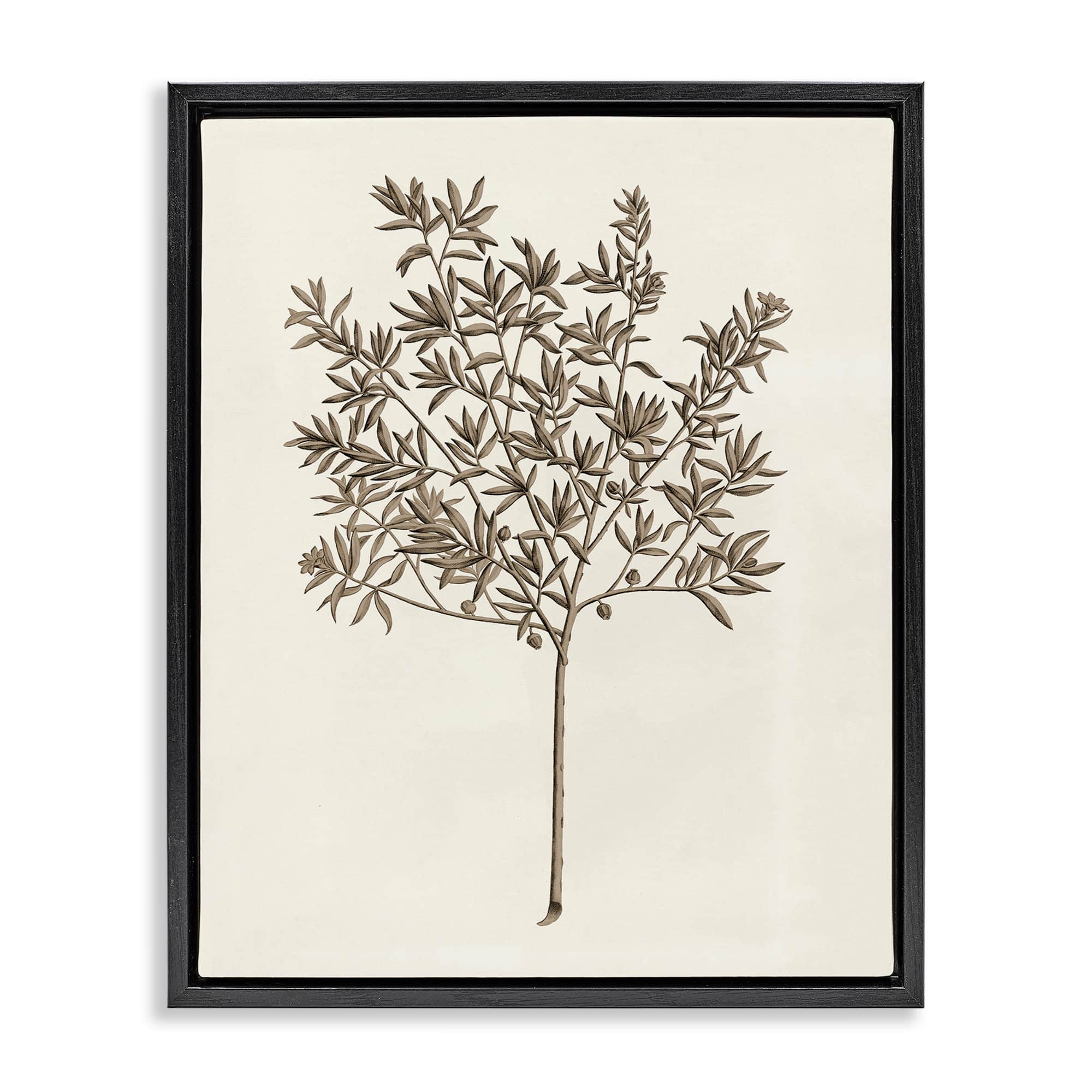 Stupell Industries BT-479-FFB-16X20 Vintage Study of Olive Tree Black Framed Floater Canvas Wall Art By Phillipa Katz 17 x 21