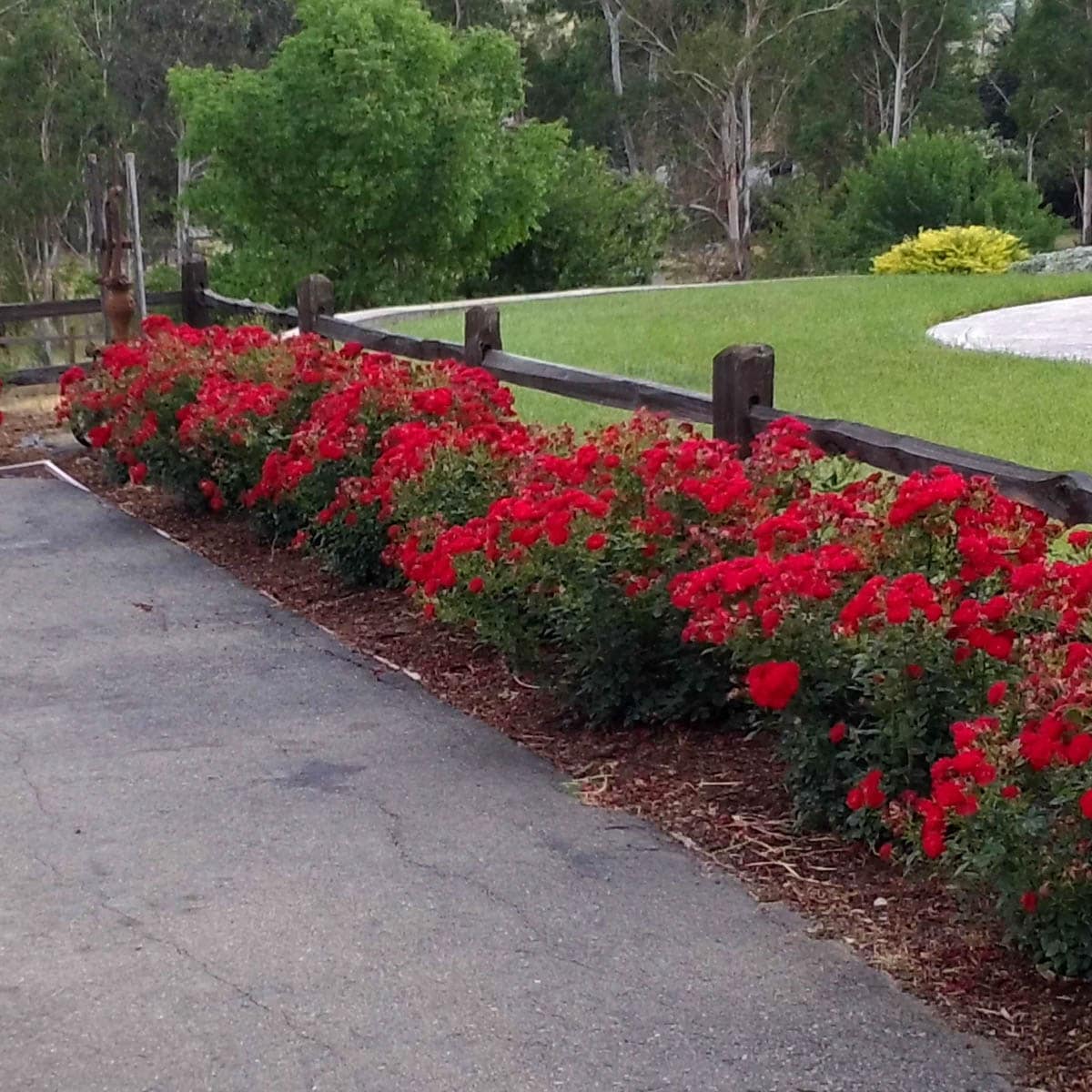 Spring Hill Nurseries 62030 roses - View #4