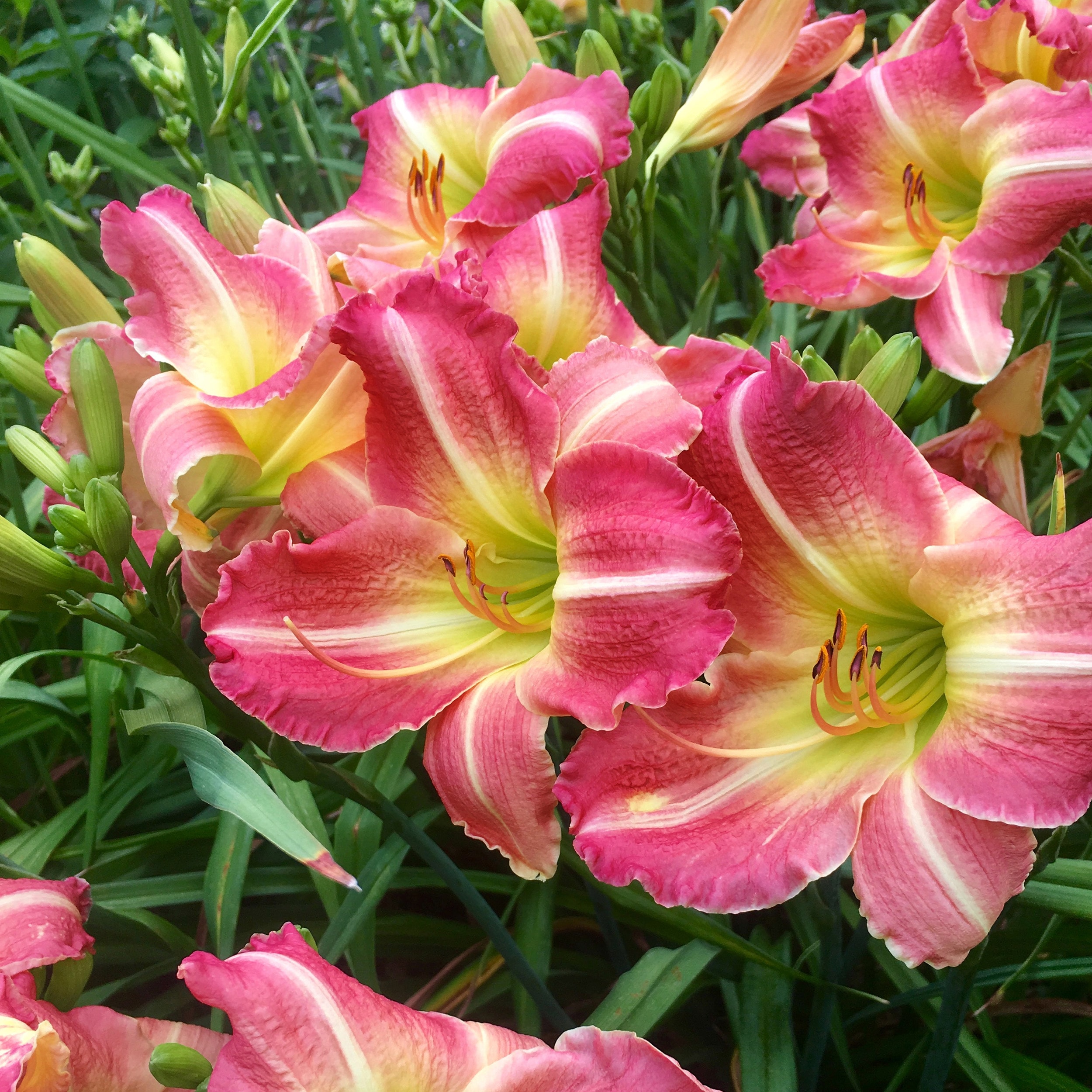 Garden State Bulb ECS-63-10-01 Multicolor Matrousjka Daylily Bulbs 10 Count