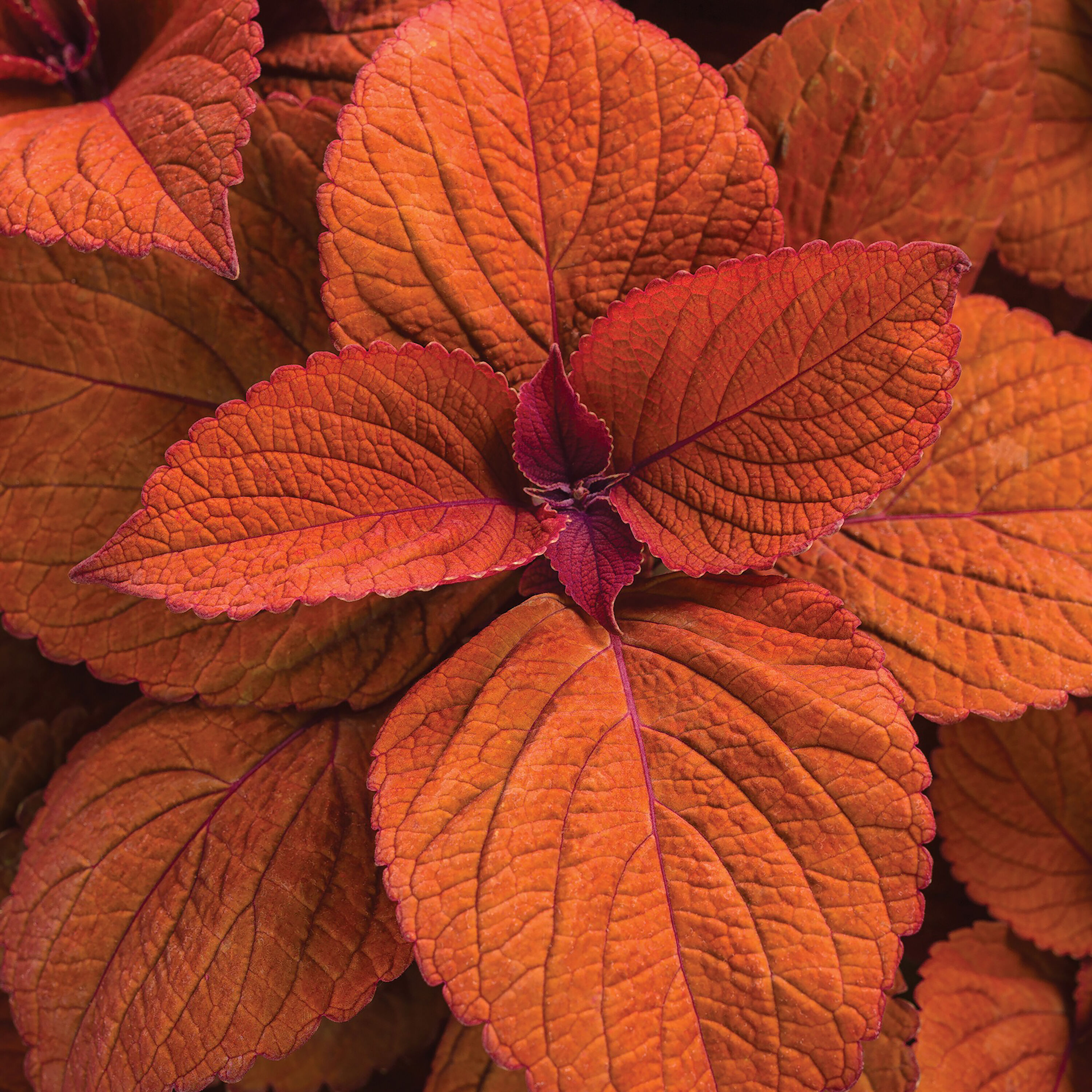 Proven Winners COLPRW1407504 Colorblaze Sedona Sunset Coleus in 4.25-in Pot