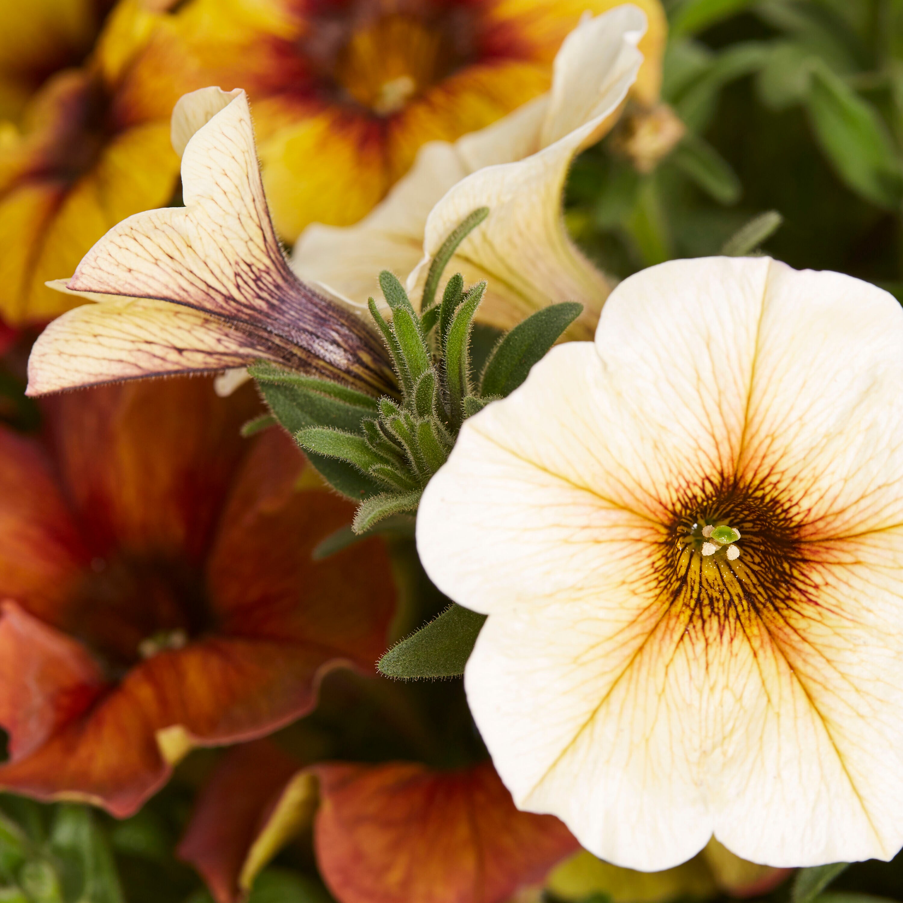 Lowe's NURSERY annuals - View #2